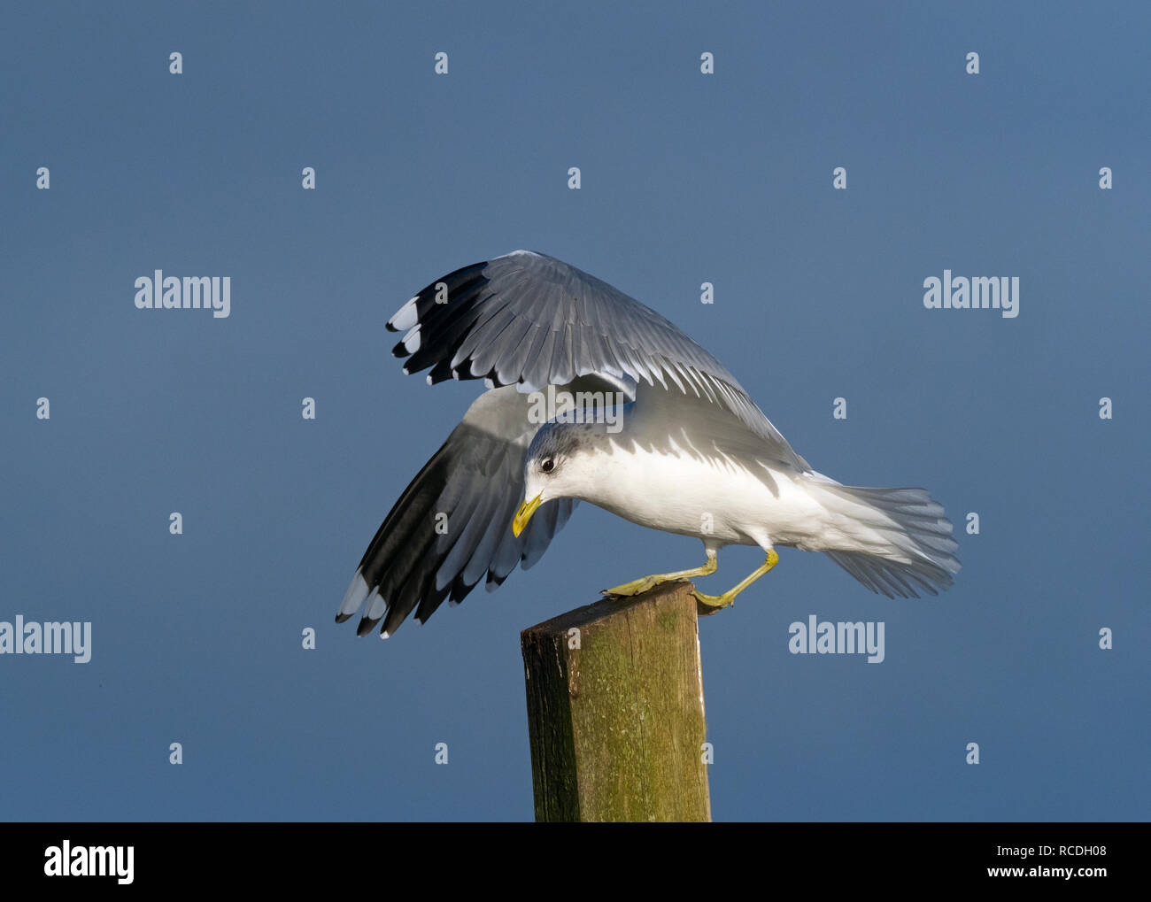 Gabbiano comune Larus canus in volo sopra il torrente costiere inverno Norfolk Foto Stock