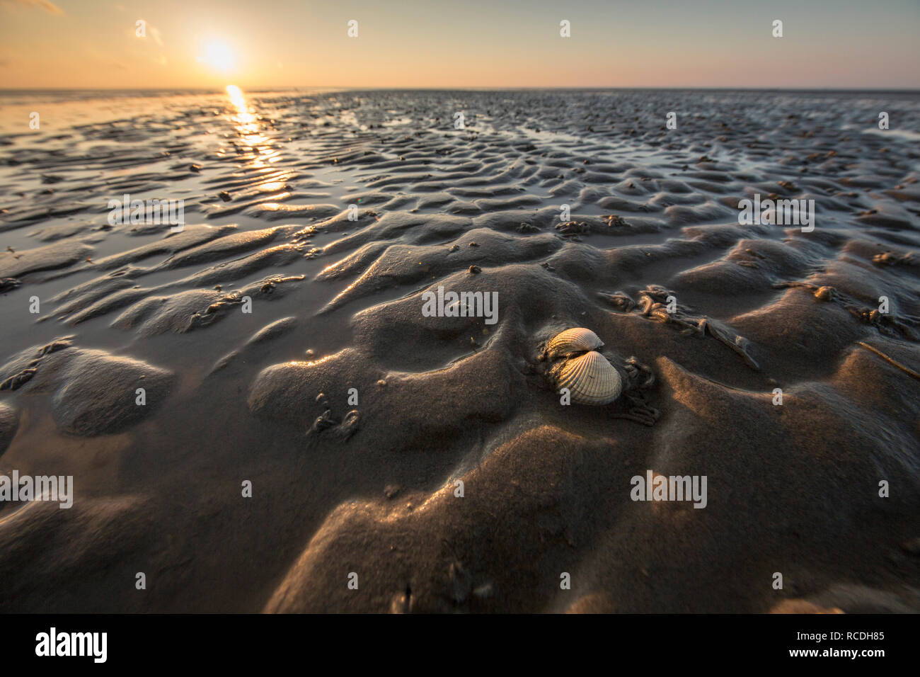 Mudflat del mare di Wadden. UNESCO - Sito Patrimonio dell'umanità. La bassa marea. Sunrise. I serbatoi. Midsland, Paesi Bassi. Foto Stock