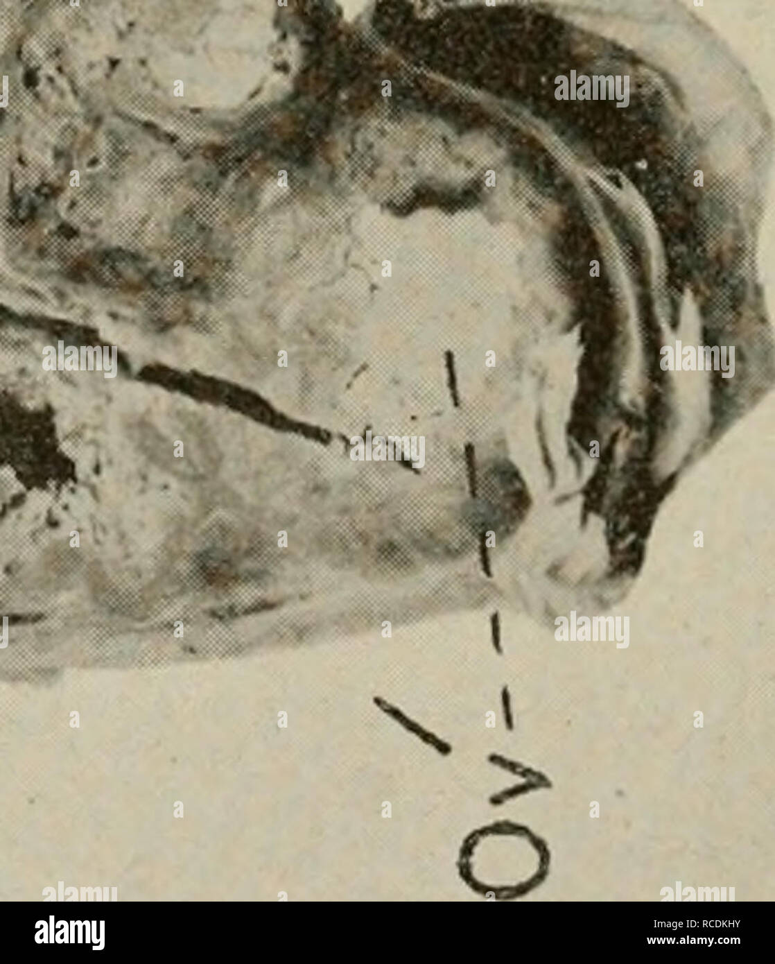 . Le malattie degli organi genitali degli animali domestici. Medicina veterinaria. /. Si prega di notare che queste immagini vengono estratte dalla pagina sottoposta a scansione di immagini che possono essere state migliorate digitalmente per la leggibilità - Colorazione e aspetto di queste illustrazioni potrebbero non perfettamente assomigliano al lavoro originale. Williams, Walter lungo, 1856- [dal vecchio catalogo]; Williams, Walter Wilkinson, 1892- [dal vecchio catalogo] coautore. Ithaca, N. Y. , l' autore Foto Stock