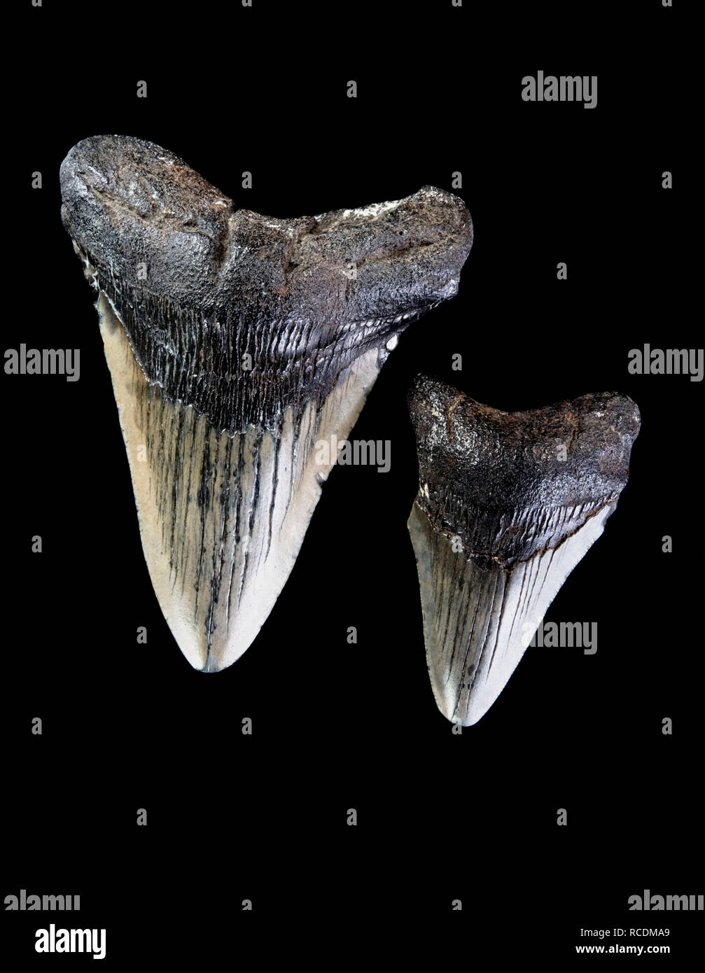 Megalondon preistorici denti di squalo di circa 45 milioni di anni. Foto Stock