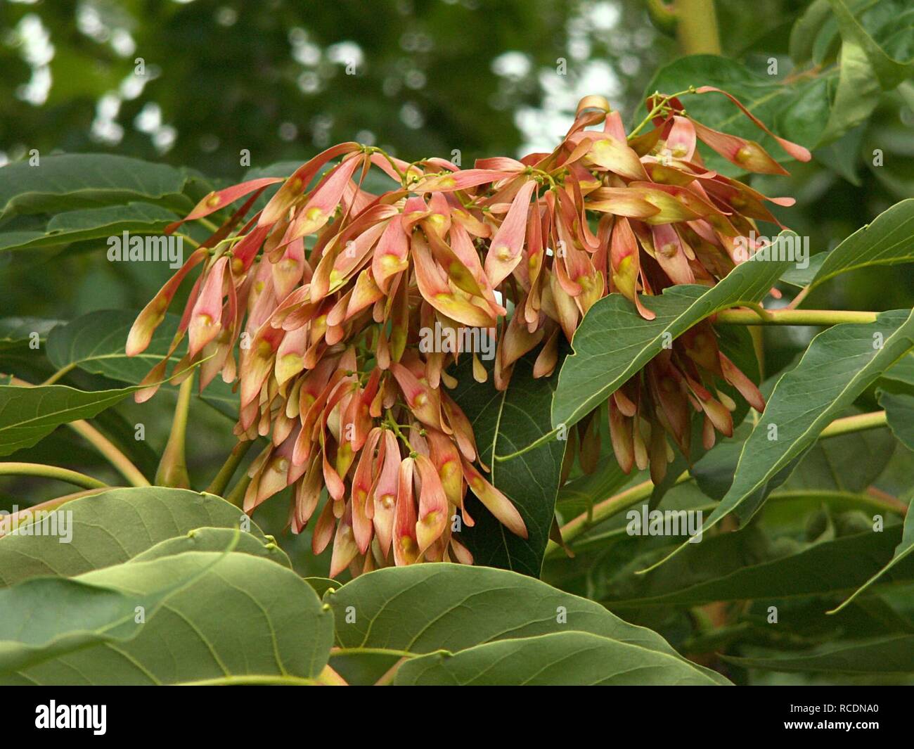 Ailanthus altissima, 2015-06-28, tre fiumi Heritage Trail, 01. Foto Stock