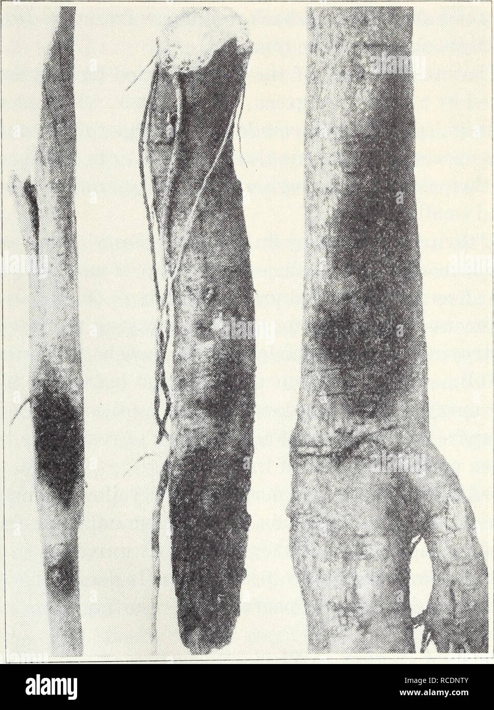 . Le malattie dei frutti e i dadi. Frutta; i dadi. 72 California Servizio di Dilazione Agricolo [^'ik. 120 molto delle radici come possibile, nessuna ulteriore difficoltà è stato osservato sia nei restanti frutteto di alberi o in replants. Oak-Root-fungo malattia, Armillaria root rot.-La fig è una delle poche radici che ha una notevole resistenza alla radice di quercia fungo Armillaria mellea. Non è affatto immune, tuttavia per gli alberi sono occasionalmente visto che mostrano il tipico bianco, felty a ventaglio, crescita del fungo tra la corteccia e legno vicino alla superficie del terreno. La fig e altri alberi resistenti sono m Foto Stock