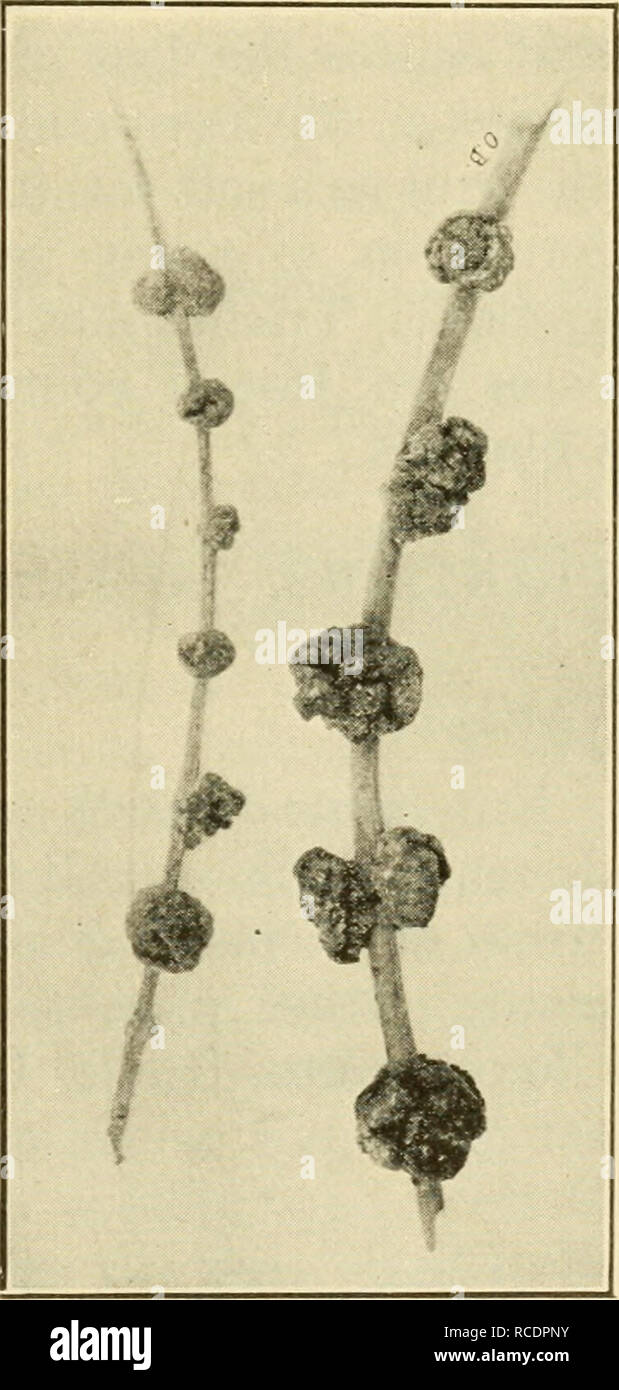 . Malattie delle piante economico. Le malattie delle piante. Frutti tropicali 147 marrone aree degradate. In stadi più vecchi, masse di salmone- spore colorate sono visibili in aree degradate. Tutta la frutta a lunghezza diventa marcio, arricciata e raggrinzite. Foglia di alghe-spot (Cephaleuros virescens) è comune. Nespole del Giappone Scab {Fusicladium dendriticum (Wallr.) FcL, var. erioho- tryce Scalia.). - Nella parte occidentale della California crosta è segnalato come grave su entrambi i frutti e foglie. MANGO antracnosi ^^^' ^""^ (Colletotrichuingloeosporioides Penz.).- Questo rot della frutta, fiori e foglie assomiglia bitt Foto Stock