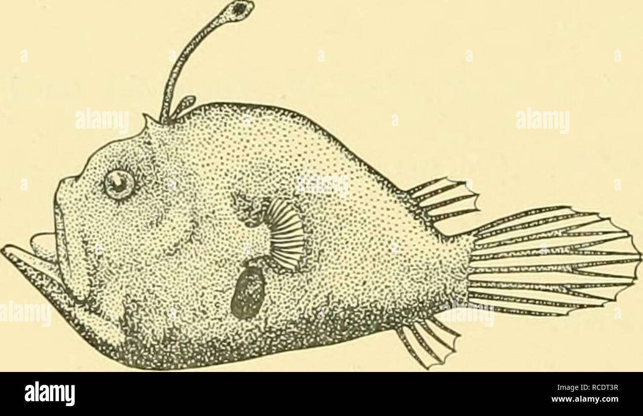 . Rapporti di ricerca. Discovery (nave); spedizioni scientifiche. Fig. 45. Mancalias tentaculatus. Holotype. (X f.) [porzione distale di illicium x 3.] FAMIGLIA GENERE HIMANTOLOPHIDAE Paroneirodes, Alcock, 1890 Regan, che non aveva visto Alcock il provino, Regno questo genere con Diceratias, ma esso può essere distinto dalla pelle liscia e debole denti, e più arretrata del illicium, che si verifica tra la sphenotics.. Fig. 46. Paroneirodes glomerosus. (X 2|.) Paroneirodes glomerosus, Alcock. Alcock, 1890, Ann. Mag. Nat. Hist. (6), VI, p. 206, pi. ix, fig. 6. Oneirodes glomerosus, Alcock, 18 Foto Stock