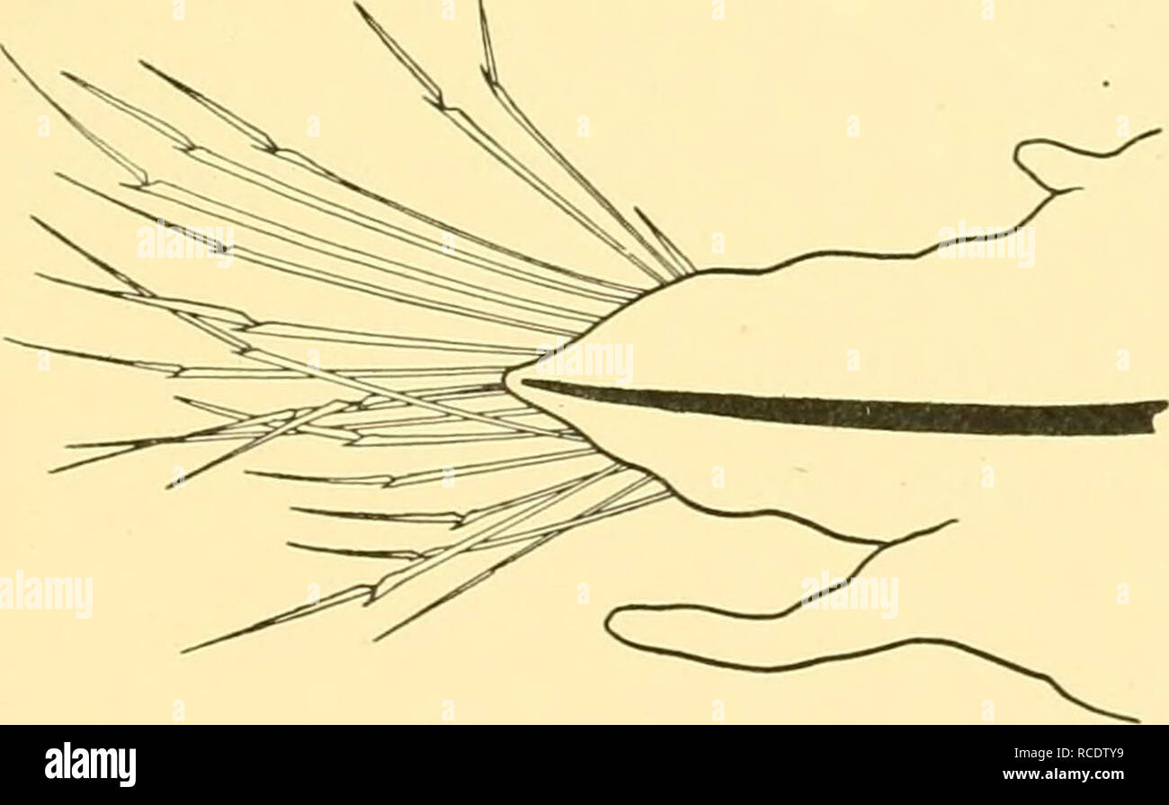. Rapporti di ricerca. Discovery (nave); spedizioni scientifiche a. •SmmT 0^ 0 Fig. 28. Orseis, sp. Juv. a. Testa e segmenti anteriori, h. Piedi. c. Setola. Descrizione. Un punteggio di esempi di un post-Hesionid larvale con circa 15 chaetigers. La dimensione media è di circa 4 mm. da -5 mm. Escludendo i piedi. Non ci sono segni di colore. Il prostomium (Fig. 28, una) è rettangolare, circa due volte più ampio di tempo.. Si prega di notare che queste immagini vengono estratte dalla pagina sottoposta a scansione di immagini che possono essere state migliorate digitalmente per la leggibilità - Colorazione e aspetto di queste illustrazioni potrebbero non perfettamente r Foto Stock