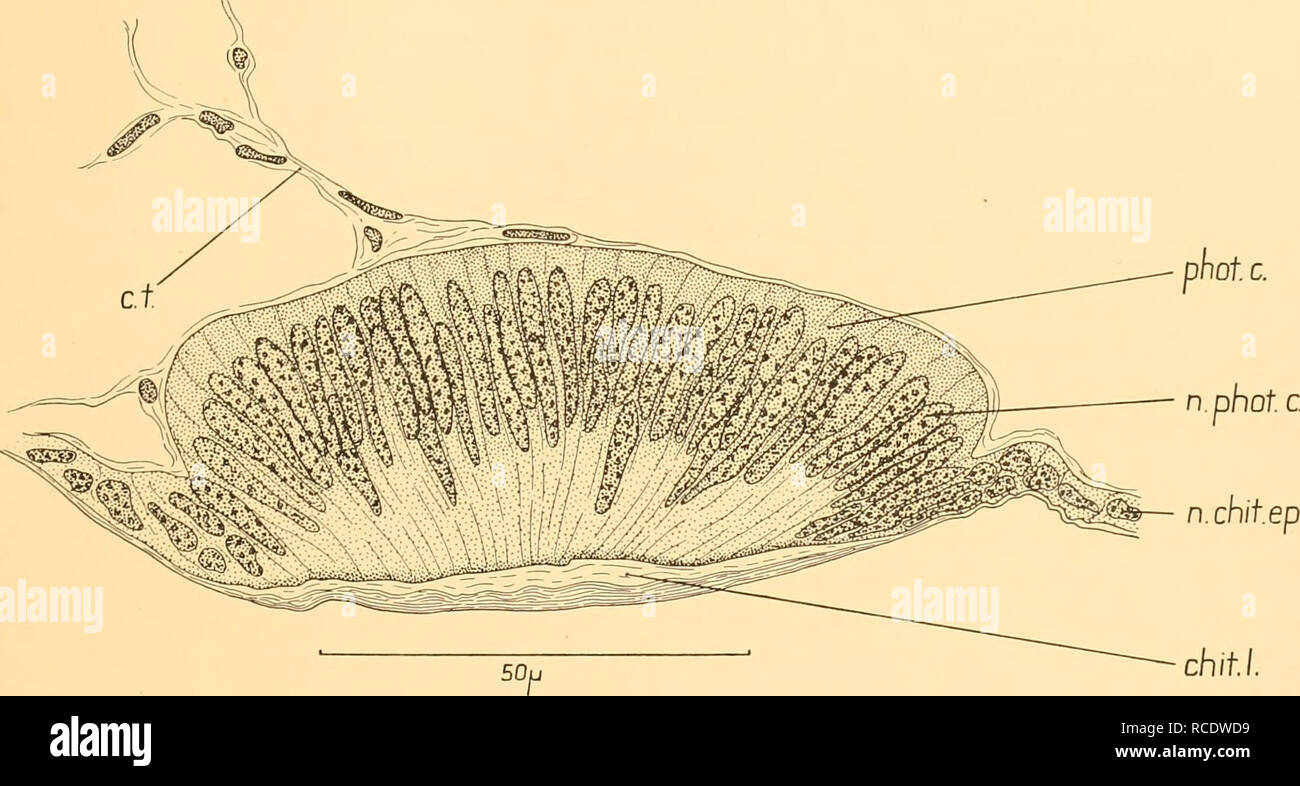 . Rapporti di ricerca. Discovery (nave); spedizioni scientifiche; Ocean; Antartide; Isole Falkland. Di PHOTOPHORES DECAPOD CRUSTACEA 321 resto della sua lunghezza, un altro 560//,, piste obliquamente verso l'interno sul tetto della camera brachiale, in modo che la sua estremità posteriore si trova immediatamente al di sopra della maggior parte antero gill.. Fig. 5. Sezione trasversale attraverso il photophore nel tetto della camera brachiale di corniculum Sergestes, un po' dietro il livello della sezione mostrata in Fig. 2. Duboscq fisso, Mallory macchia tripla, chit.I. chitinous lente; c.t. tessuto connettivo; n.chit.ep. Nucleo di chi Foto Stock