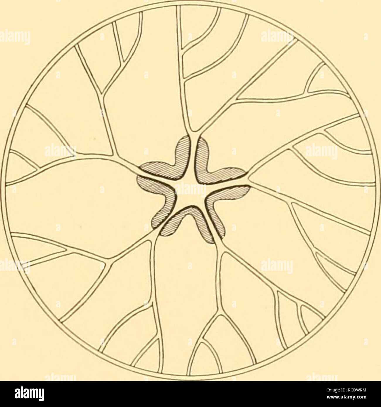 . Rapporti di ricerca. Discovery (nave); spedizioni scientifiche; Ocean; Antartide; Isole Falkland. Fig. 9. Willia mutabilis. Il canale radiale sistema di un adulto con un stomaco con sette lobi, ma un solo lobo ha due canali principali.. Fig. ID. Willia mutabilis. Il canale radiale sistema di un adulto con un stomaco con cinque lobi, quattro delle quali sono dotate di due canali principali.. Si prega di notare che queste immagini vengono estratte dalla pagina sottoposta a scansione di immagini che possono essere state migliorate digitalmente per la leggibilità - Colorazione e aspetto di queste illustrazioni potrebbero non perfettamente assomigliano al lavoro originale. Istituto di Foto Stock