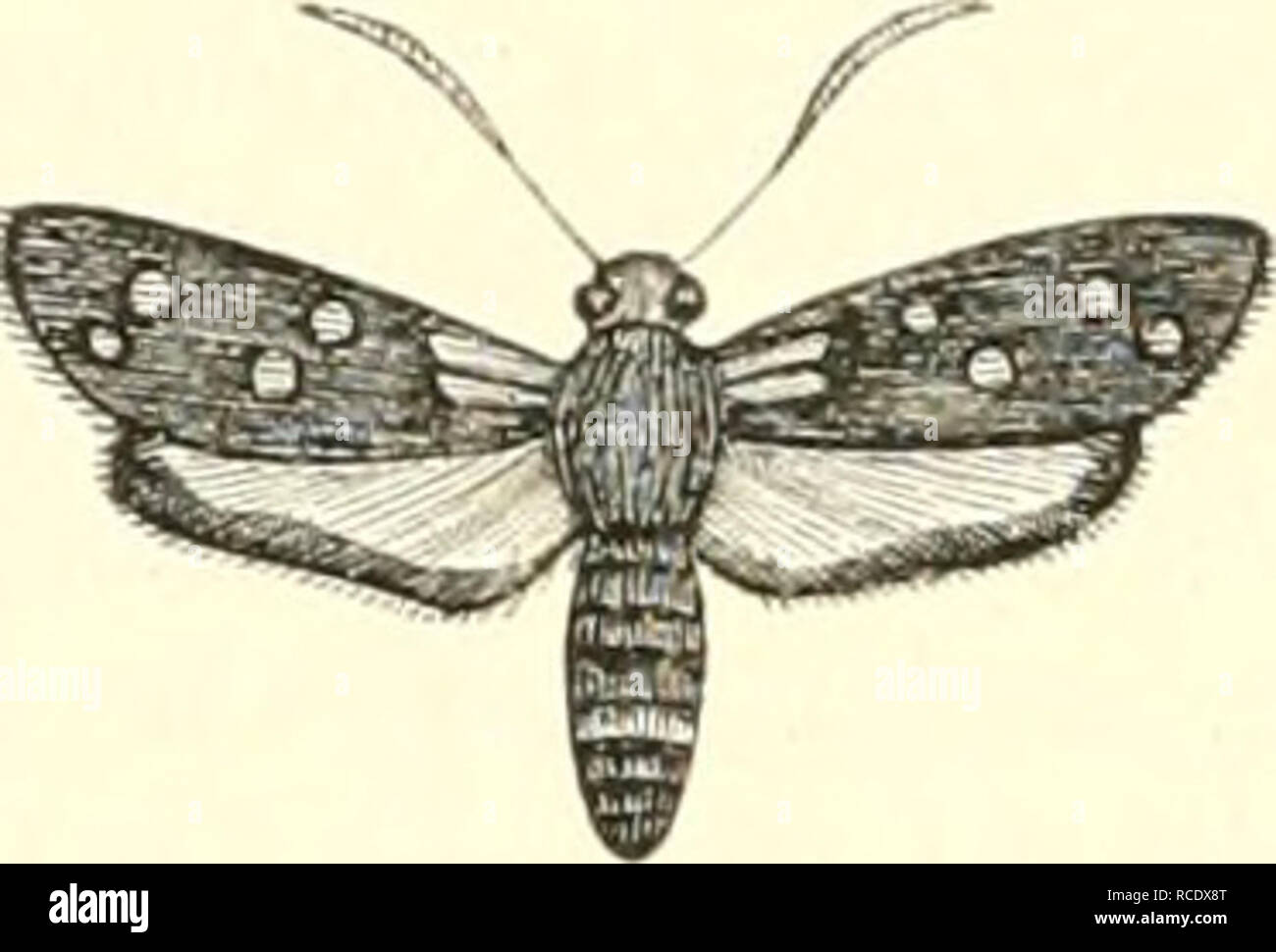 . EncyclopÃ©morire d'histoire Naturelle; ou, traitÃ© complet de cette science d'aprÃ¨s les travaux des naturalistes les plus Ã©minents de tous les pays et de toutes les Ã©poques: Buffon, Daubenton, LacÃ©Pí¨de, G. Cuvier, F. Cuvier, Geoffroy Saint-Hilaire, Latreille, De Jussieu, Brongniart, ecc. Storia naturale -- dizionari. rig.438 â Zyga"ii;i angelicÅ, Odisenhciiiior. Fig 439 â ZygÅna medicagiiiis, IlubiicT. habite aussi l'E.spagne, parliculiÃ¨rement les dintorni de Barcelone; elle parait en juillet; la ZijgÅna mcilicaÃ§fims, lluhner, qui est propre au PiÃ©mont, à la Sicile, Ã la Calabre et un Foto Stock