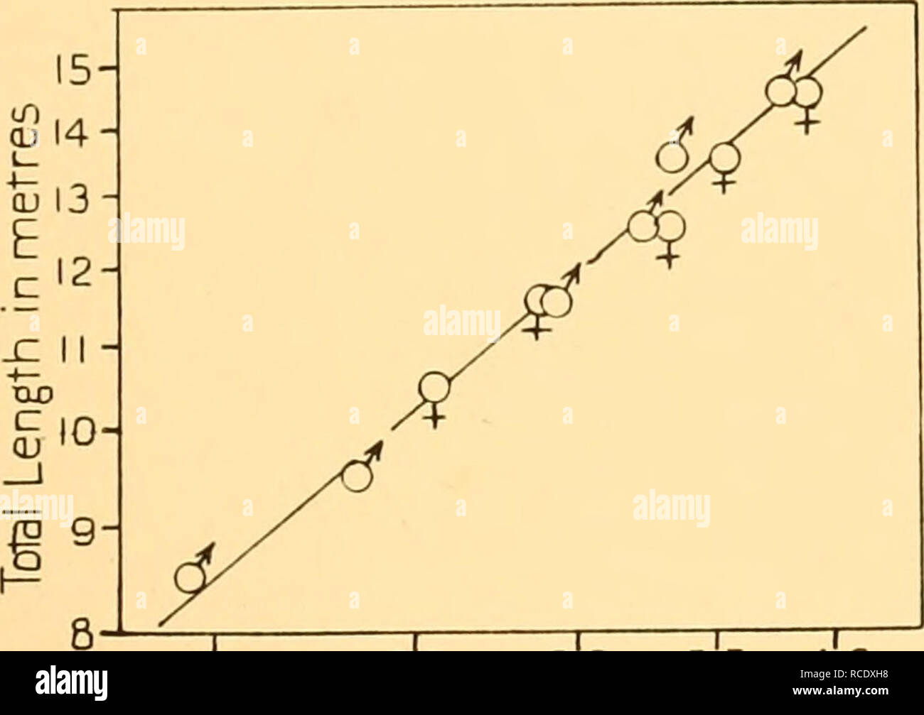 . Rapporti di ricerca. Discovery (nave); spedizioni scientifiche; Ocean; Antartide; Isole Falkland. 20 Z5 30 3-5 4'0 Media di Misura N5 4 in nnetres Fig. 63. Humpback Whale. Tracciatura logaritmica di lunghezza totale contro la misura n. 4. Punta del muso a angolo di gape.. 2'0 2''5 3-0 3-5 media della misura N-5 in metri di Fig. 64. Humpback Whale. Tracciatura logaritmica di lunghezza totale contro la misura n. 5. Punta del muso al centro dell'occhio. Si prega di notare che queste immagini vengono estratte dalla pagina sottoposta a scansione di immagini che possono essere state migliorate digitalmente per la leggibilità - Colorazione e aspetto di Foto Stock