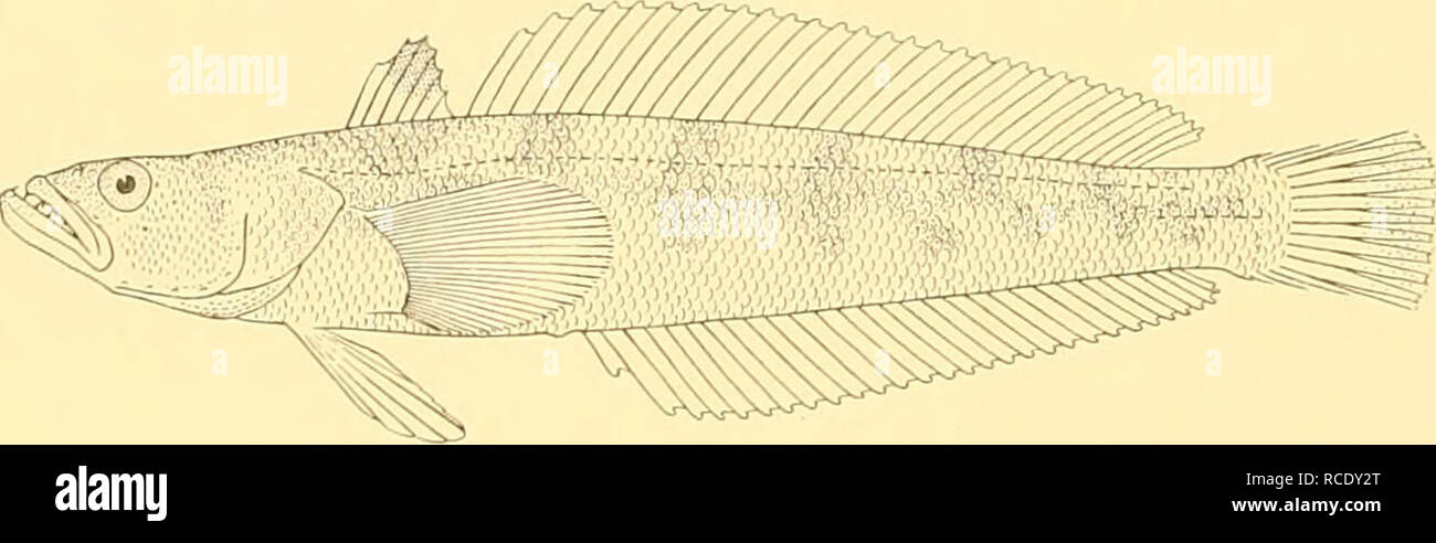 . Rapporti di ricerca. Discovery (nave); spedizioni scientifiche; Ocean; Antartide; Isole Falkland. 70 San WS 835. 50-130 mm. San WS 836. 160 mm. San WS 847. 200 mm. Report di rilevamento 2. ii. 32. 53° 05' 30" S, 68° 06' 30" W. piccolo sfogliara, 14-16 m.: 44 esemplari, 3. ii. 32. 530 05' 30" S, 670 38' W. piccolo sfogliara, 64 m.: 4 provini, 132- 9. ii. 32. 500 15' 45" S, 670 57' W. commerciale con reti da traino a divergenti, 51-56 m.: campione 1, profondità del corpo 5 fino a 6 in lunghezza, la lunghezza della testa 3^ (giovani) a 3§. Muso (tranne nei giovani) come lungo come o un po' più di occhio, il cui diametro Foto Stock