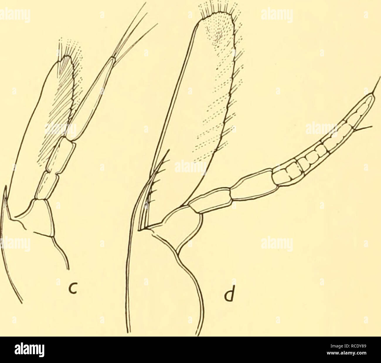 . Rapporti di ricerca. Discovery (nave); spedizioni scientifiche; Ocean; Antartide; Isole Falkland. Fig. 13. Sviluppo dell'antenna (x 46). a, larva con 5 telson spine; c, larva 9-71 mm. lunga con 3 telson spine; b, larva 9-16 mm. lunga con 3 telson spine; d, larva 11-30 mm. lunga con 3 telson spine. Nella dichiarazione del numero di segmenti nella parte interna ramus dell'antenna delle larve da San 374 (Tabella XX) il numero è stato espresso come somma di due, di cui il primo indica peduncular e la seconda flagel- lar segmenti. In Tabella XXIII la frequenza di lunghezza della larva Foto Stock