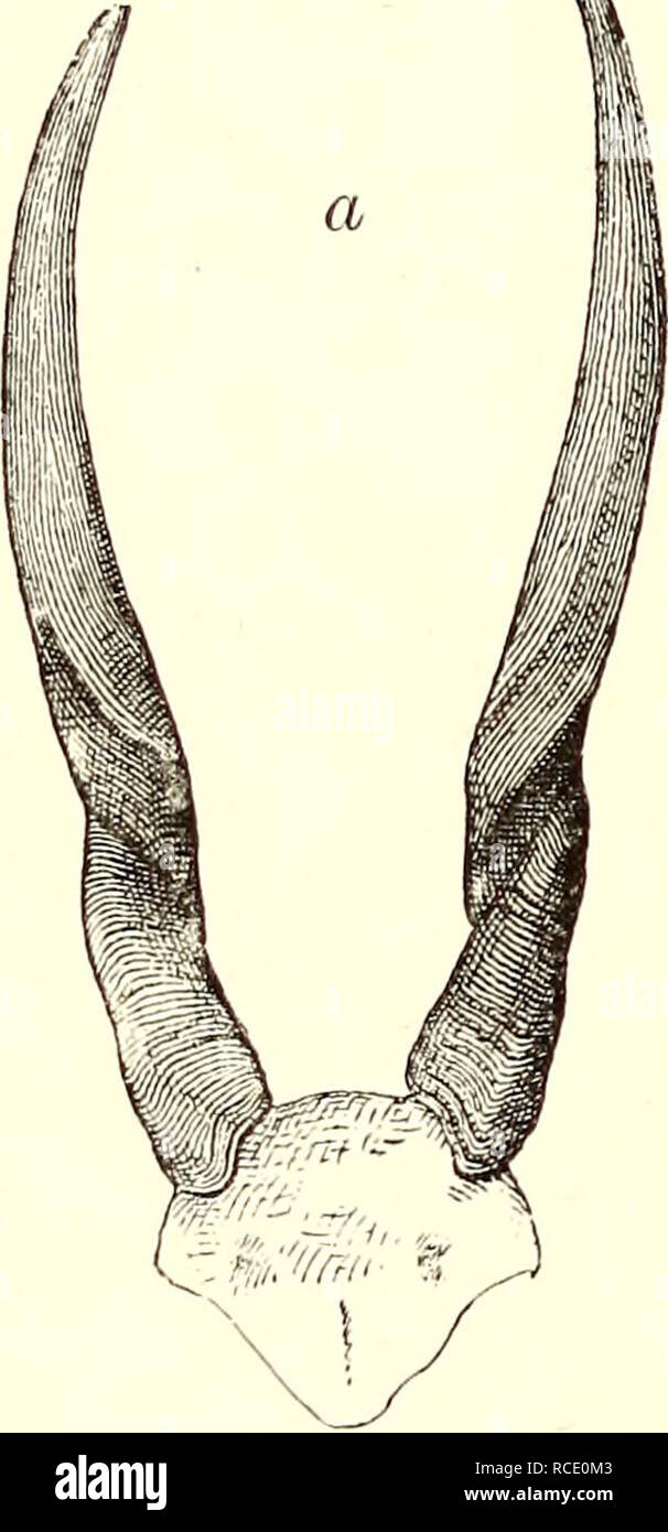 . La scoperta di laghi Rudolf e Stefanie; un racconto del conte Samuel Teleki di esplorazione &AMP; caccia spedizione in Eastern Africa equatoriale nel 1887 &AMP; 1888. 28 A NYEMPS sempre sbandato in disparte a tempo. Per adempiere la nostra promessa per i commercianti, ora siamo andati a caccia in diverse direzioni ; ma non siamo stati di grande successo come ci aspettavamo di essere, per il gioco era quasi tutti scomparsi. Tuttavia, il conteggio fissato sulla collina ha scelto due elands e uno kaama antilope, mentre ho portato giù vicino la palude una bufala, un toro e una zebra. L'ex, che aveva una mucca con lui quando mi scopre Foto Stock