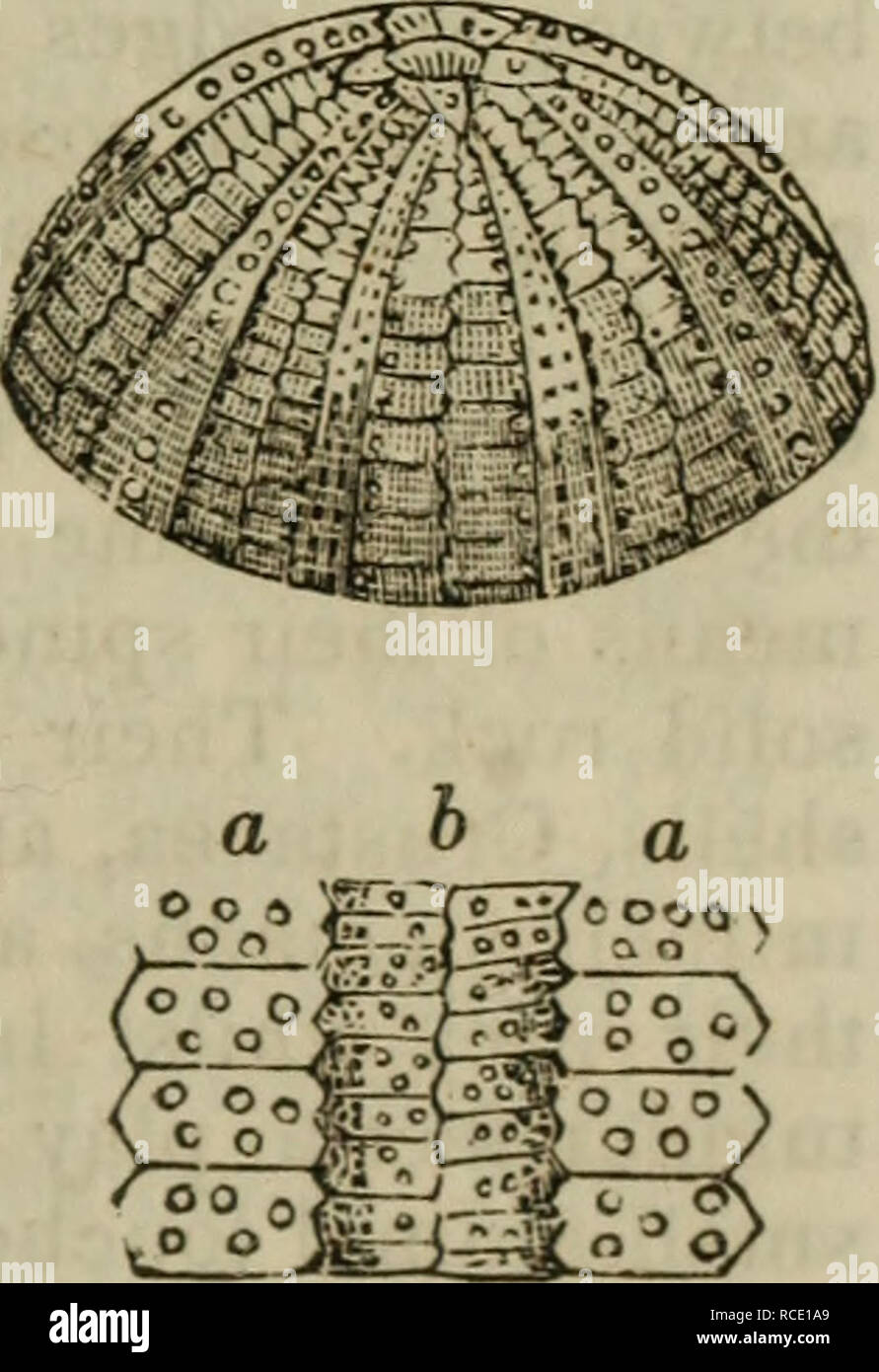 . Elementi di zoologia, o, storia naturale degli animali / ed. dal D.M. Reese. Zoologia. ordine echinida-l'echinus. 493 ha visto sul margine interno del mese; e i loro punti può anche essere fatta sporgere oltre la bocca, in modo da stabilire in attesa della preda che viene loro offerto dal lungo piedi tubolari. Mediante l'azione dei denti e il cibo è la massa verso il basso prima che passa nel tubo intestinale, che qui è di notevole lunghezza e prende un paio di giri intorno al guscio prima della sua cessazione. Attorno al secondo orifizio del guscio sono disposti la ovaria, che sono in gran parte distesa con uova in alcuni se Foto Stock