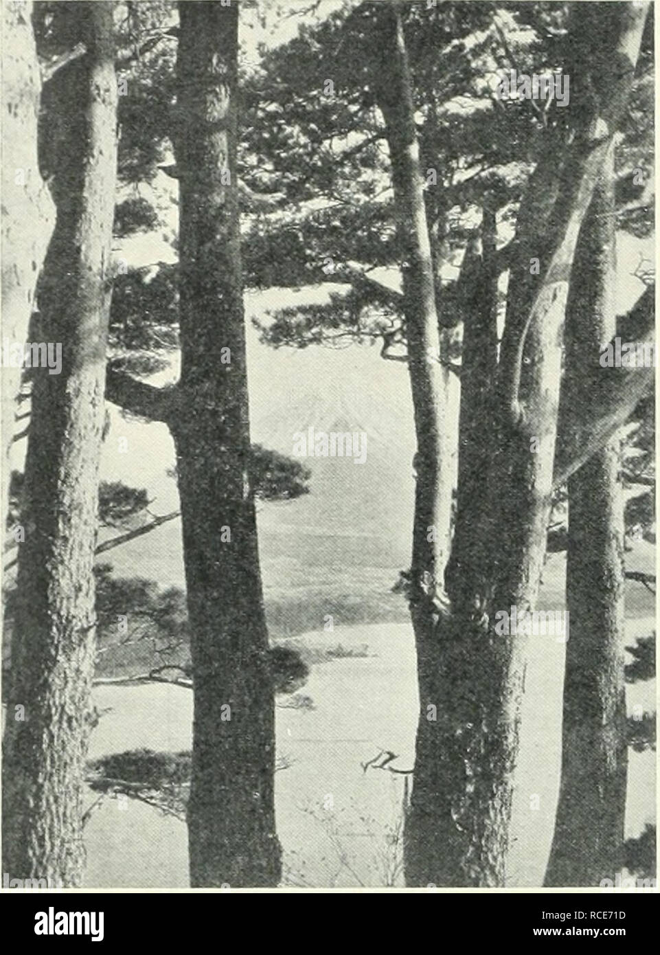 . La scoperta. La scienza. 130 scoperta sat immobile e silenzioso, tenendo tra le palme delle sue mani tese la sacra gohei, mentre il resto è scoppiata in una modesta Harai indirizzata al. Fig. 3. -Ruji-SAX THRon.n stagno; pini abov"E IL LAGO DI SHOJI. divinità di montagna di Ontake. Presto la faccia del mezzo ipotizza un livido hue, gaspings extraterrestre rilasciato dalla sua gola, e il gohei ora ha cominciato a tremare violentemente nel suo afferrare. Il suo sguardo rivolto verso l'alto nelle rispettive prese fino a che solo la metà dei iris è stata visibile, e una serie di scatti di convulsa alla lunghezza portato il gohei una battuta di arresto Foto Stock