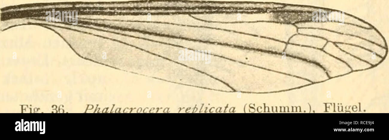 . Ditteri = ZweiflÃ¼gler. Ditteri -- Germania. Fig. 33. Phalacrocera repli. (Schiiniiu.), Kopf. Fig. 35. Fig. 34 u. 3.5. Phalacrocera replicata (Schumin.), (^ u. ^j Hiiitorleibsende.. Fier. 3G. Phalacroct â plicata {Schlimm.), FlÃ¼y Rand, die beiden vorderen hÃ¤ufig kurzgestielt; Cu kurz vor der MÃ¼ndung scharf zum Rand abgebogen. Un voUkonmien gerade. Ax hinter der Mitte mÃ¼ndend. Beine sehr lang, Schienen mit kurzen Endspornen, ein unpaares mittleres HaftlÃ¤ppchen. Hinterleib lang- gestreckt, von 4facher LÃ¤esn des torace, von den FlÃ¼geln kaum Ã¼berragt, beim $ mit 9, beim $ '"esso 10 seg Foto Stock