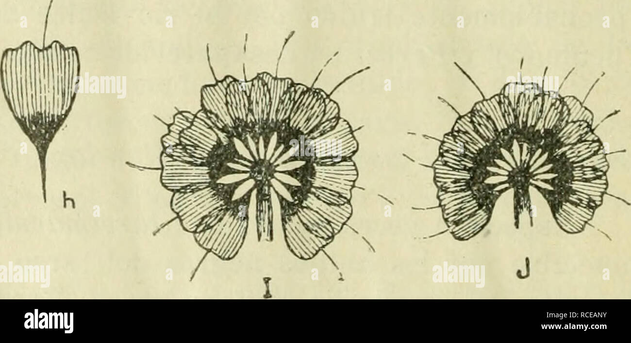 . Ditteri Argentine. Ditteri. 58 Los Culícidos en la Argentina '^fcS^**.*4 AlV. Í^S"5^' ^^^Pr, Fig. 5. - Huevos ae Chaga&amp;ia tajardoi Fig. 6-H: Elemento cons- titutivo de las cerdas pal- mares; I: cerdas palmares; J : cerdas palmares perfil .. Si prega di notare che queste immagini vengono estratte dalla pagina sottoposta a scansione di immagini che possono essere state migliorate digitalmente per la leggibilità - Colorazione e aspetto di queste illustrazioni potrebbero non perfettamente assomigliano al lavoro originale. Shannon Raymond Corbett. [S. l. : S. n. Foto Stock