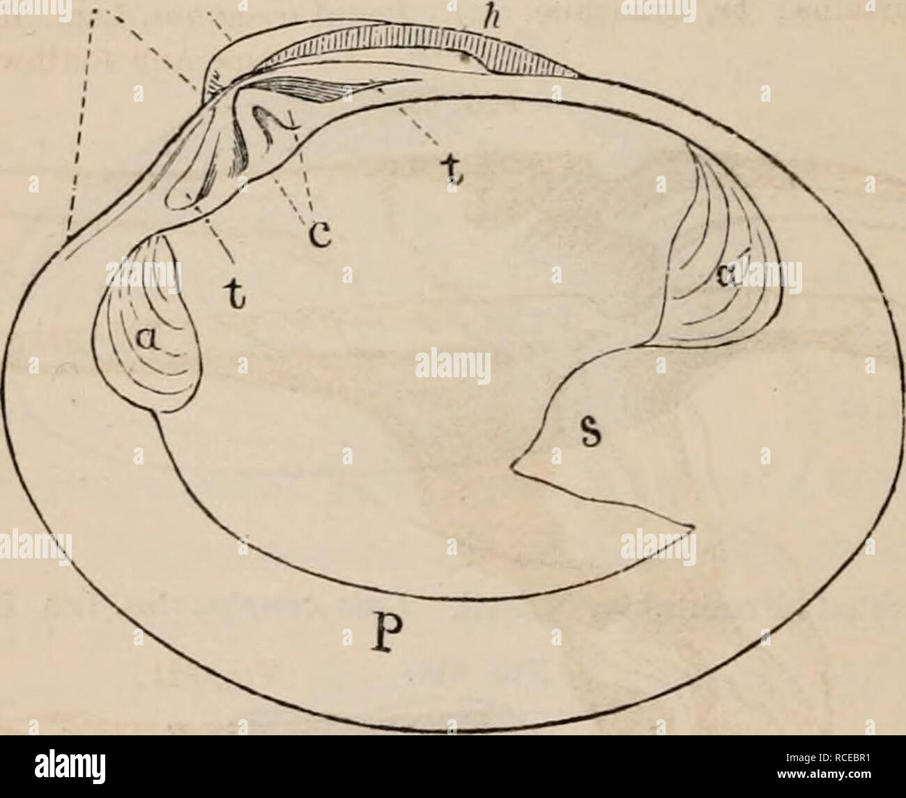 . Elementi di zoölogy : un libro di testo. Zoologia. f S un Acephal-Clam. Mya truncata, L. ridotto uno-halt'. rs, tubo respiratorio o sifone ; l'acqua fluisce nella camera brachiale, attraverso questo tubo, aud fuori attraverso il sifone excurreat "s. FIG. 620. I u margine dorsale. Aide anteriore.. Lato posteriore. Margine ventrale o base. Nomi delle parti di un guscio dei bivalvi. a, luogo di anteriore del muscolo adduttore ; un', luogo di posteriore del muscolo adduttore; t, lat erale- denti ; c, il cardinale dente ; /, lunale ; u, unibo ; /i, cerniera legamento; s, del sinus occu- pied dal riavvolgitore muscoli dei sifoni; p, pallial im Foto Stock