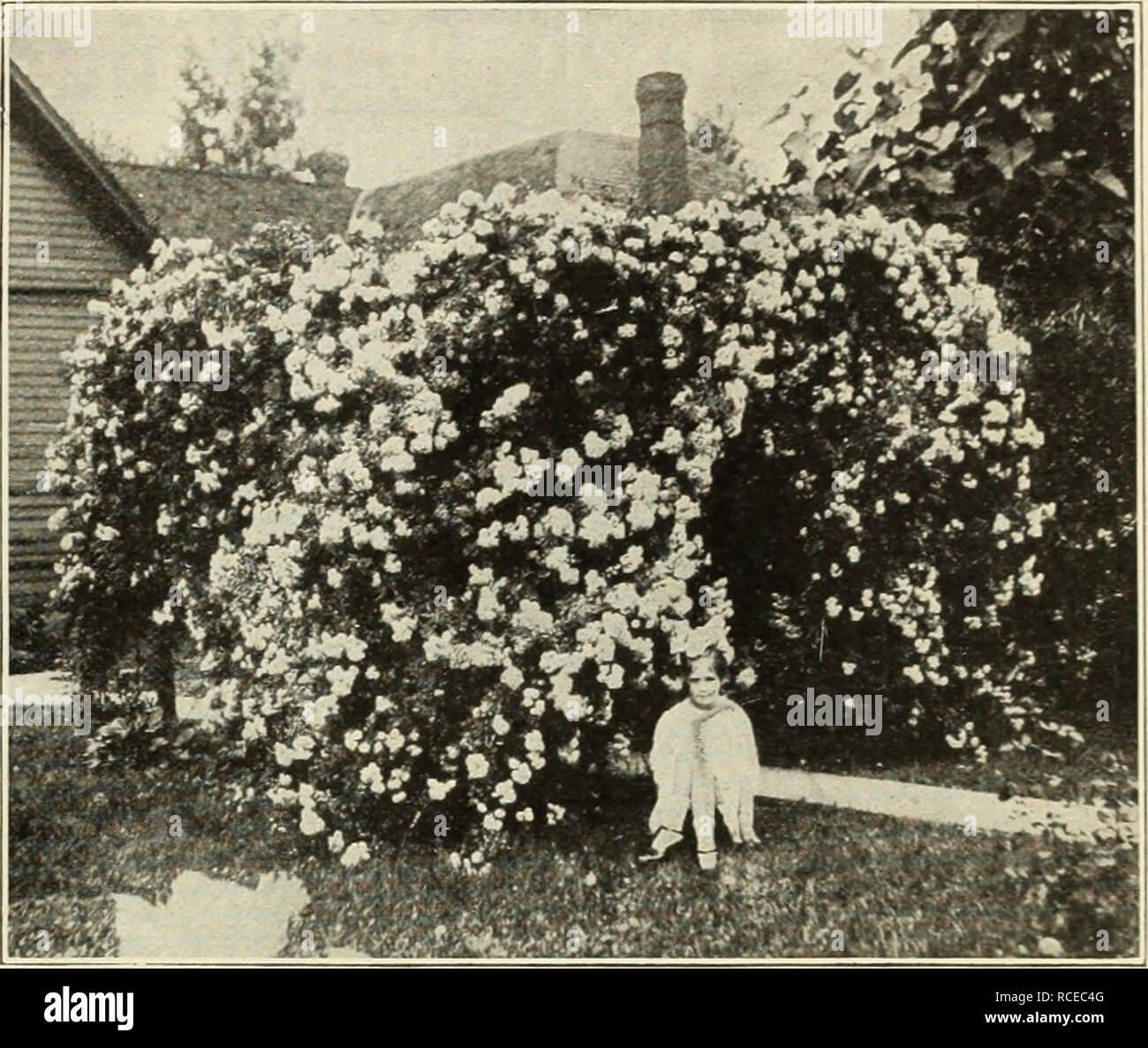 . Guida Dingee rose cultura : 1917. Guida DINGEE ROSE CULTURA XOT UN PO' nISAPPOINTED. "La Rosa Blu ha blussonied e io non sono un po' deluso con esso. In realtà è molto più bello di quanto mi expek-ted."-KATHEIKINE LYOV MEAD, Greenwich, Connecticut, 10 luglio 1916. HARDY CLMBIXG RaSES-continuare!*. Keystone introdotti da noi e uno dei grandi alpinisti. Perfettamente hardy dappertutto, fiorisce in splendida profusione, assolutamente immune da attacchi di insetti e ha una forza di costituzione in nessun altro tipo. Aprire il fiore di Keystone è perfettamente doppia, con boccioli beau- tifully forma Foto Stock