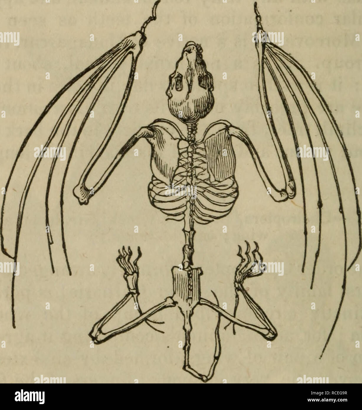 . Elementi di zoologia, o, storia naturale degli animali / ed. dal D.M. Reese. Zoologia. 58 zoologia. lemur, e flying opossum. Nessuno di questi animali possono davvero/??/, come i pipistrelli e uccelli. 68. Vediamo nei pipistrelli molto inter sting la modifica dell'intero carattere del mammifero, per consentirle di lc e la vita di un uccello, proprio come nella tribù di balene che vediamo un simile adeguamento per la vita di un pesce. I pipistrelli insettivori recano una forte analogia al swallow, nel carattere del cibo stesso, come nella modalità in cui essi ottenere - per la rapida ricerca di insetti sull'ala ; il capo. Lo scheletro Foto Stock