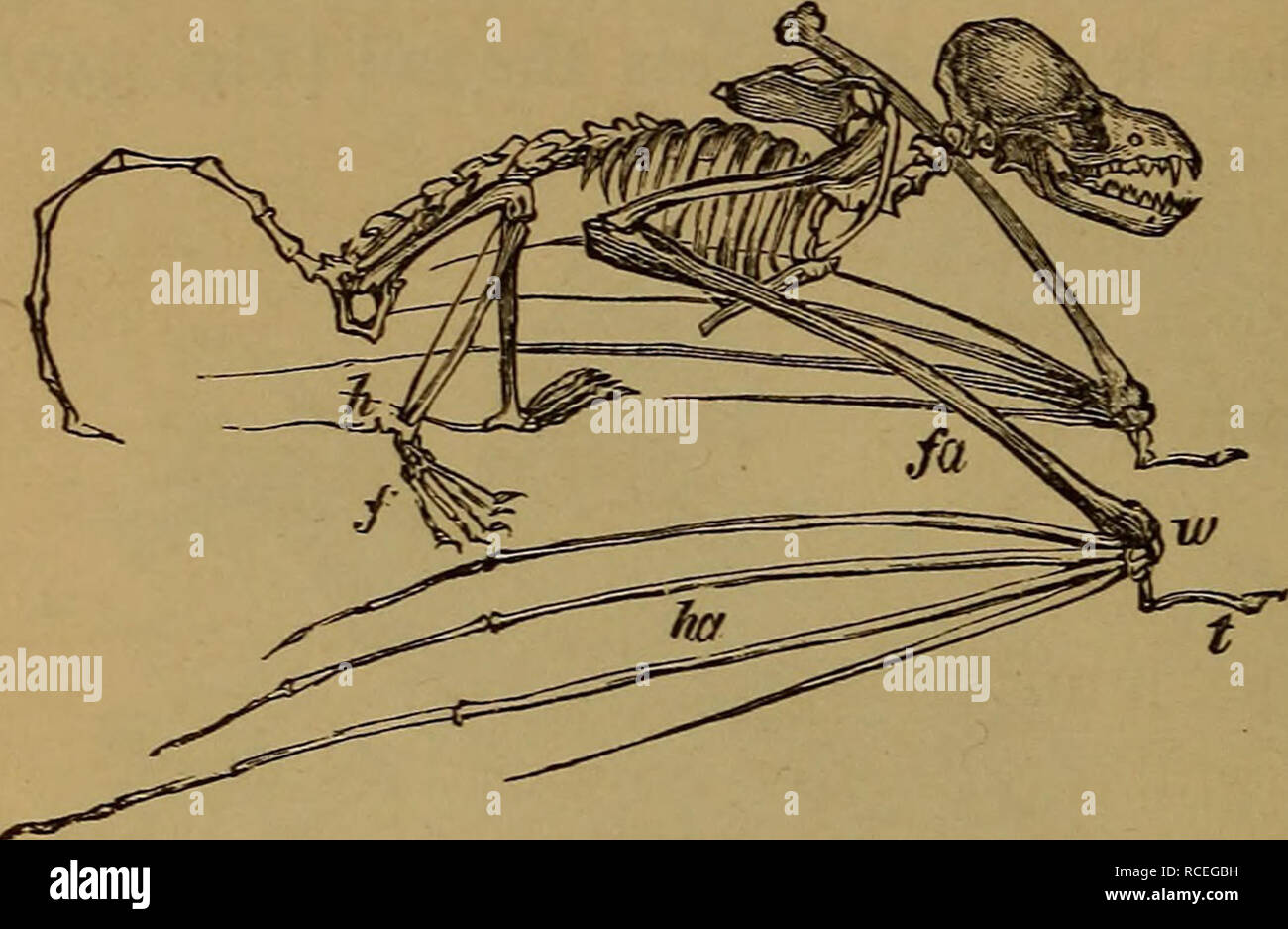 . Elementi di zoölogy. Zoologia. 3i6 BACKBONED ANIMALI. La porta di una sottile membrana coriacee, che comincia in corrispondenza di un lato del collo e si estende alla hind-gambe, totalmente o parzialmente avvolgente la coda e viene utilizzato con tutta la libertà di un uccello di ala. Lo sterno è leggermente keeled, come per gli uccelli e i denti assomigliare in gen erale- quelli del Insectivora. Essi sono noc- turnal e appendere dalla loro hind- gambe o i bracci di appoggio. La t pollice è libero, e forma un gancio per azienda e a piedi ; il primo dito è anche generalmente provvisto di una griffa, in mov- ing sul terreno la bat utilizza la sua gio Foto Stock