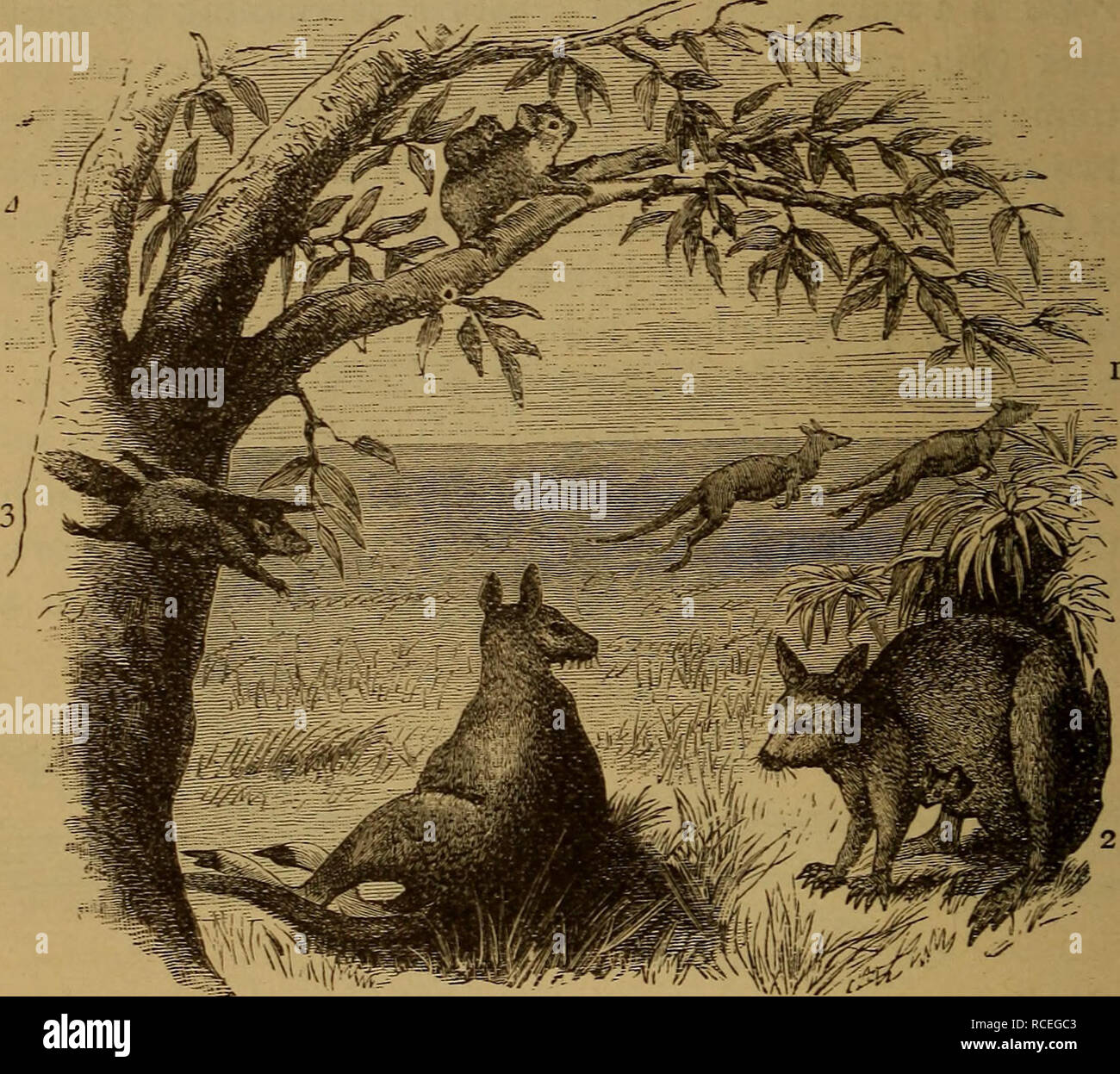 . Elementi di zoölogy. Zoologia. 302 BACKBONED ANIMALI. quasi della stessa lunghezza ; gli artigli sono lunghi e potenti per assistere nella scalata. In strano contrasto con la grande kan- garoo è il Pandemeleon wallaby, venti pollici di lunghezza. Il Canguro lepre è un potente saltatore. Il sig. Gould ri- corde uno come saltando sopra la sua testa quando inseguito da cani. I canguri fossili sono trovati nella grotta Australiano-depositi. Il Diprotodon era un canguro grande come un elefante. Valore.-Kangaroo fur e cuoio sono in qualche modo utilizzato.. Fig. 327.-marsupiali australiani. Canguri: 1, saltando; 2, mostrando i giovani nella sacca ; 3, Foto Stock