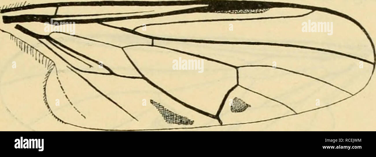 . Ditteri danica : generi e specie di mosche trovato finora in Danimarca. Ditteri -- la Danimarca. Empididae. 43 di chiusura trasversale perpendicolare vene lo, non in parallelo con il margine; inil hind-margine, su ciascun lato della lovver angolo della cella discai (nella terza e quinta cella posteriore) vi è una più o meno debole, grigiastro patch, talvolta molto leggermente visibile. Lunghezza 4.3â5 mm. "U.^. Fig. S.. Ala di hh. sjnssirostris D. Questa specie non può essere confuso con nigripes; oltre la dimensione, il design del torace e il chiaro ali, si distingue nel maschio dall'addensato metatarsi anteriore Foto Stock