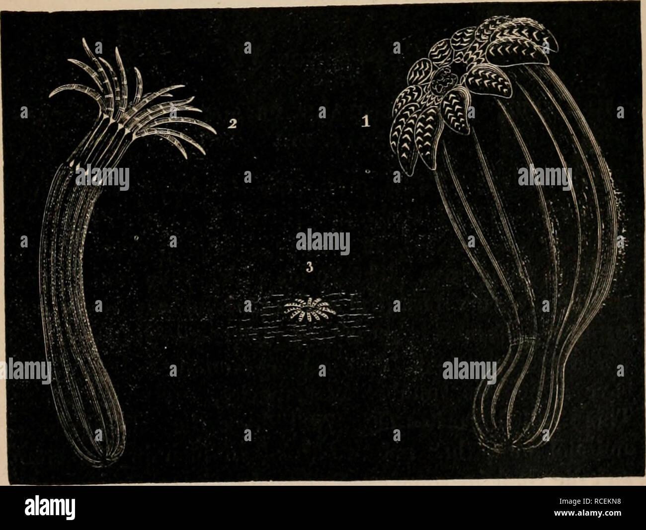 . Elementi di zoölogy : un libro di testo. Zoologia. Actinia o Sea-Anemone, Metridium marginatum, Milne-Edwards.-c, chiuso; o, opeu- iug; e, espansa. FIG. 721.. Actinia o Sea-Anemones che vivono nella sabbia e spesso sono distaccati. 1. reachia hastata, Gosse.-2. Edwarteia calUmorpha. O.-3. Hnlocampa chr.jtanlhcl- lum, D.-l'ultimo per lo più sepolti ui il sund.. Si prega di notare che queste immagini vengono estratte dalla pagina sottoposta a scansione di immagini che possono essere state migliorate digitalmente per la leggibilità - Colorazione e aspetto di queste illustrazioni potrebbero non perfettamente assomigliano al lavoro originale. Tenney, Sanborn, 1827-18 Foto Stock