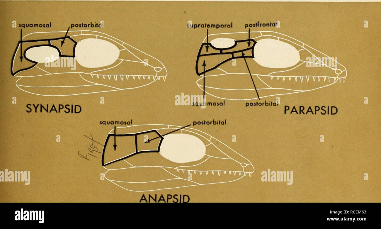 . Il libro di dinosauri : la sentenza di rettili e i loro parenti. I dinosauri; rettili fossili. frontale e supratemporal ossa. d. Euryapsida1 (la-e-APS-i-da) tetto cranio perforato da una apertura superiore dietro l'occhio, delimitata inferiormente dal postorbital squamosal e ossa. 11 am indebitati al professor A. S. Romer dell'Università di Harvard per il suggerimento per quanto riguarda la derivazione e l'uso di questo nome. Diapsida (colorante-APS-i-da) tetto cranio perforato da una parte inferiore ed una apertura superiore dietro l'occhio, queste open- rali separati dalla postorbital squamosal e ossa. Il primo rettili erano anapsids. Essi ci Foto Stock