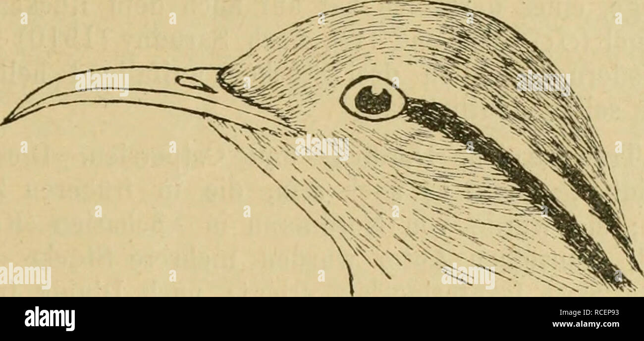 . Die Vögel der paläarktischen Fauna systematische Übersicht der in Europa, Nord-Asien und der Mittelmeerregion vorkommenden Vögel. Gli uccelli; uccelli; uccelli. Limicolae. 1525 Oberseite des alten Vogels, mit Tveißen und schwarzbraunen Punktzeichnungen. - Offenbar jährlich nur eine Mauser. Der Wüstenläufer bewohnt den Wüstengürtel von Marokko bis Ägypten, Nubien, Cordofan und Arabien, sowie Palästina, Moab, Sinai, östlich durch Südpersien, Baluchistan und Afghanistan bis ins nordwestliche Indien (Punjab, Sind, Kajputana bis Ajmir, Jodhpur, Sirsa und della frizione; ich konnte die Exemplare Aus Indien nicht von Foto Stock