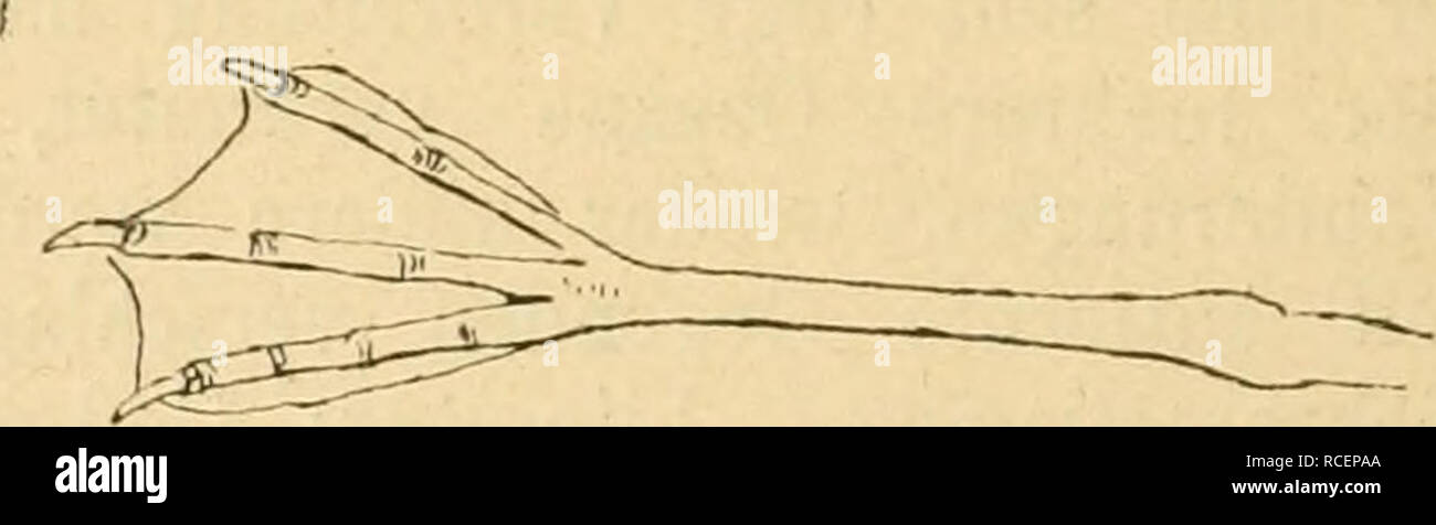 . Die Vögel der paläarktischen Fauna systematische Übersicht der in Europa, Nord-Asien und der Mittelmeerregion vorkommenden Vögel. Gli uccelli; uccelli; uccelli. Fig. 228 (i/i). Fig. 229 (i/i). Ä Q annuncio. Oberseite nebst Kopf- und Halsseiten, Schwanz und Flügeln bräunlich schieferschwarz, unterer Teil des Bürzels und Oberschwanzdecken weiß, von letzteren die längsten mit breiter Endbinde von der Farbe des Schwanzes, längste Reihe der Oberflügeldecken mit schmalen grauweißen Endsäumen, die in der Brutzeit meist ganz abgenutzt werden. Unterseite rauchbraun, Wurzeln der Unterschwanzdecken weiß. Äußere Steuer Foto Stock