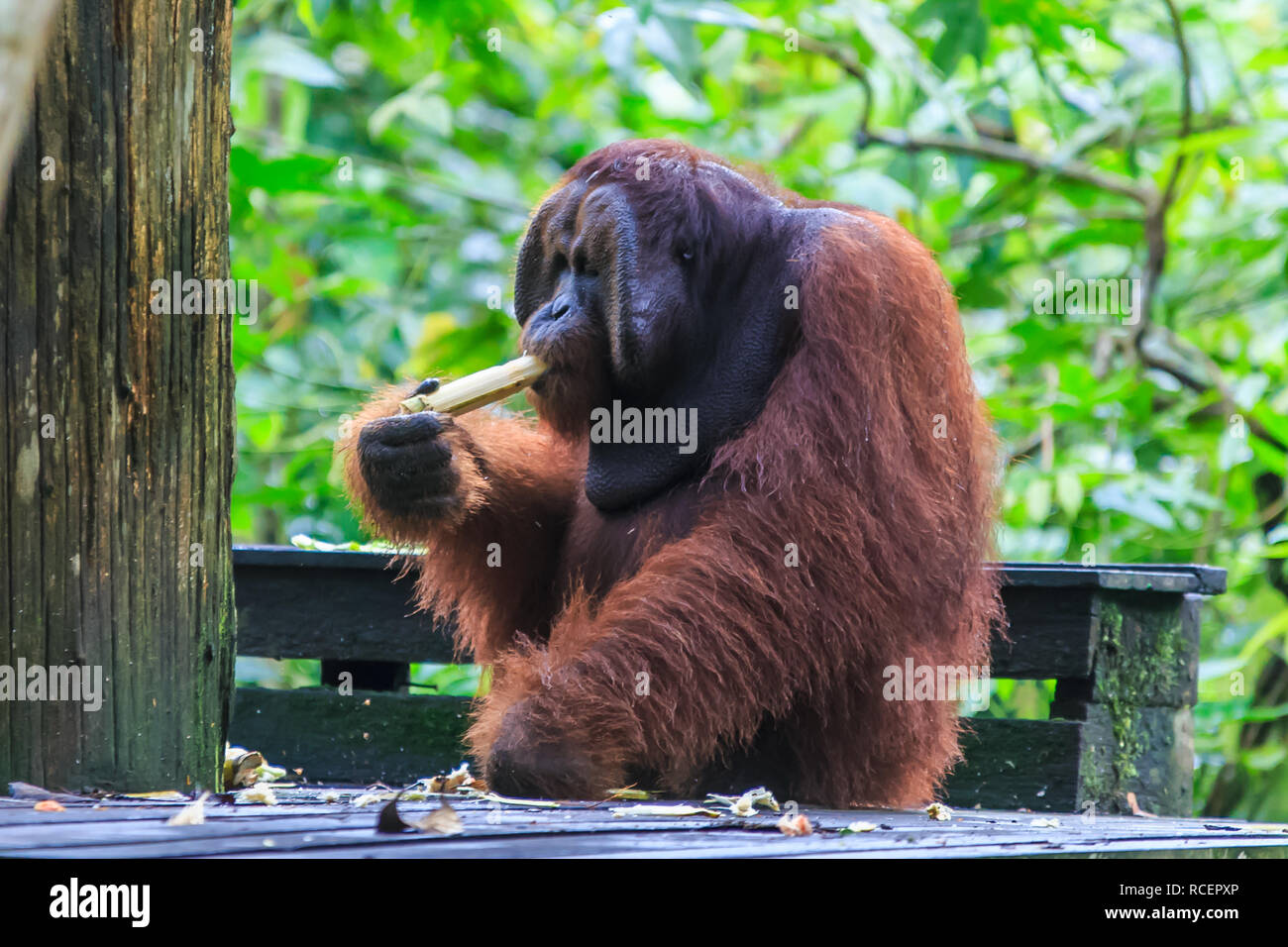 Orangutan o pongo pygmaeus è il solo grande asiatici trovate sull'isola del Borneo e Sumatra Foto Stock