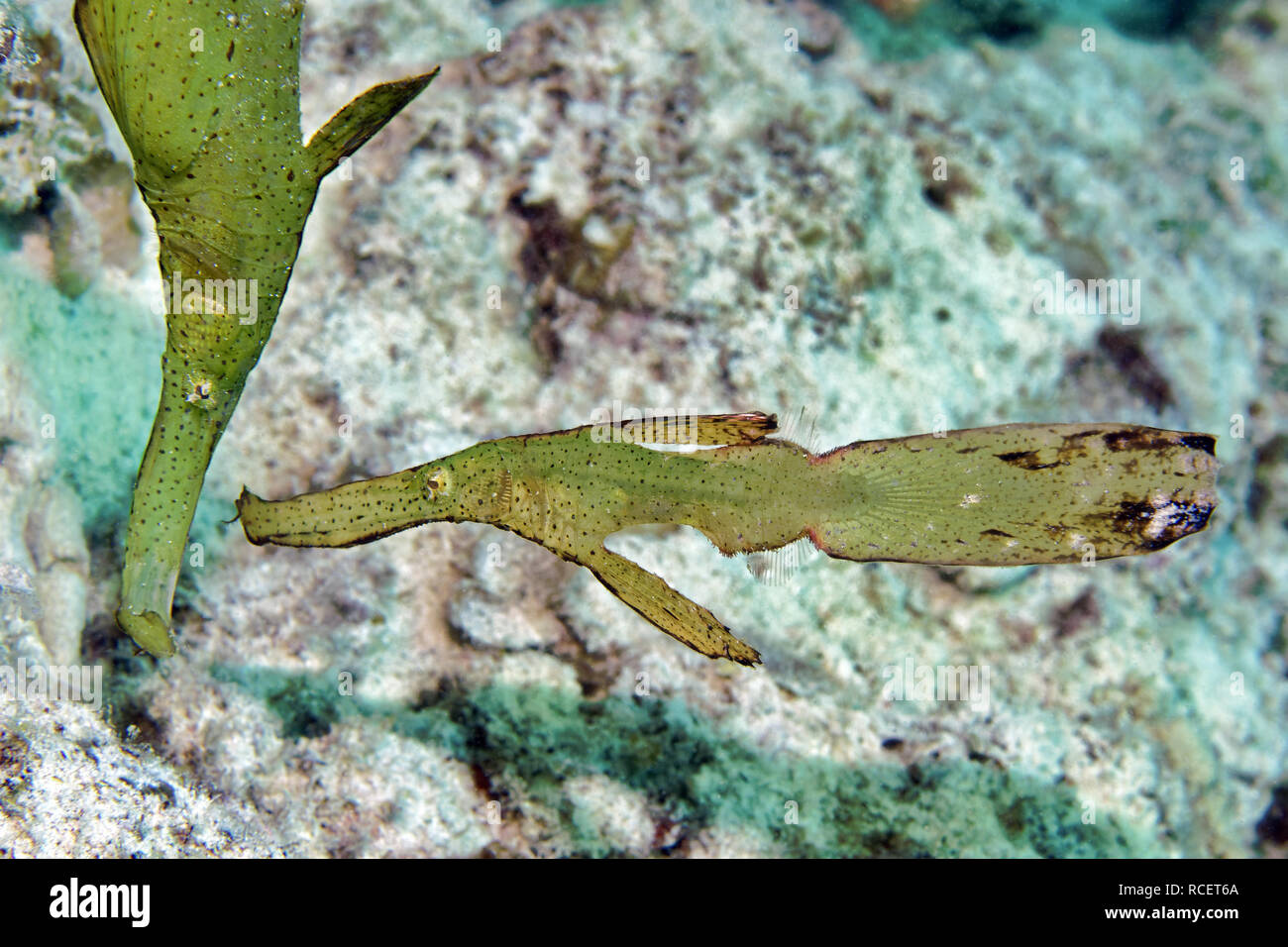 Ghost pipefish - Solenostomus cyanopterus Foto Stock