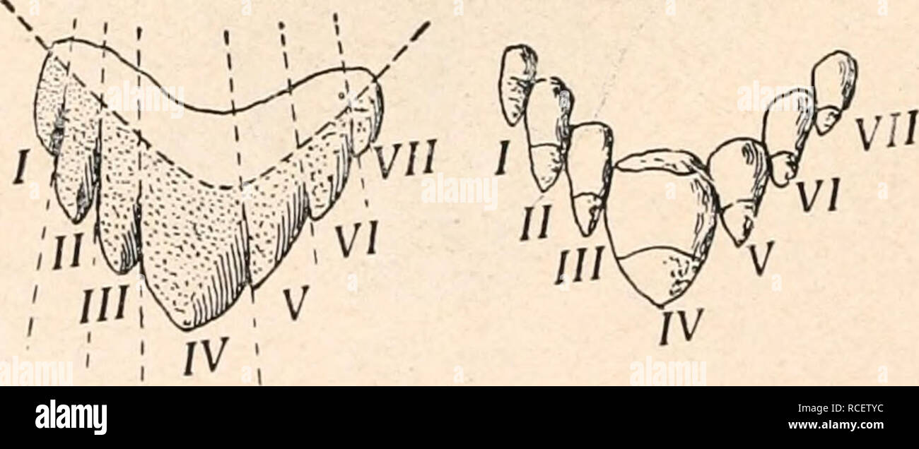 . Die stämme der wirbeltiere. Evoluzione; Paleontologia; vertebrati. Fig. 564. In Teilung begriffene Zahnindividuen aus den Kiefern von Finwalembryonen. A: ,,Doppelzahn" aus dem Oberkiefer eines 114 cm langen embrioni von Balaen- optera physalus, L. B: "Doppelzahn" eines 49 cm langen embrioni von Balaenoptera rostrata, Tess. C: Vierspitzenzahn eines 60 cm langen embrioni von Balaenoptera physalus, L. (Hälfte dei Zahnkrone eines Archaeocetenmolaren, der sieben Spitzen zählt).. Fig. 565. Schematische Darstellung des Teilungsprozesses eines siebenspitzigen Backenzahns vom Patriocctustypus, Foto Stock