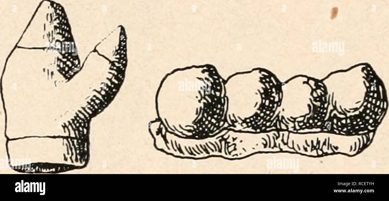 . Die stämme der wirbeltiere. Evoluzione; Paleontologia; vertebrati. Fig. 564. In Teilung begriffene Zahnindividuen aus den Kiefern von Finwalembryonen. A: ,,Doppelzahn" aus dem Oberkiefer eines 114 cm langen embrioni von Balaen- optera physalus, L. B: "Doppelzahn" eines 49 cm langen embrioni von Balaenoptera rostrata, Tess. C: Vierspitzenzahn eines 60 cm langen embrioni von Balaenoptera physalus, L. (Hälfte dei Zahnkrone eines Archaeocetenmolaren, der sieben Spitzen zählt).. Si prega di notare che queste immagini vengono estratte dalla pagina sottoposta a scansione di immagini che possono essere state migliorate digitalmente per ri Foto Stock