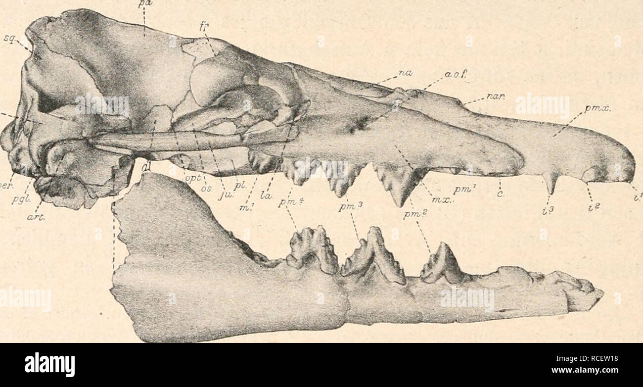 . Die stÃ¤mme der wirbeltiere. Evoluzione; Paleontologia; vertebrati. Fig. 556. SchÃ¤del des primitivsten bis jetzt bekannten Wales, Protocetus atavus, E. Fraas, aus dem MitteleozÃ¤n Ãgyptens (untere Mokattamstufe des Mokattamberges bei Kairo). SchÃ¤dellÃ¤ESN 60 cm. (Nach E. Fraas.) ZY9. per. Fig. 557. Atrox Prozeuglodon er. MitteleozÃ¤n, FayÃ¼m. (Nach C. W. Andrews.) al. = Alisphenoid. a. o. /. = il foramen antorbitale. art. = Unterkiefergelenk (die punk- tierte Linie bezeichnet die Verbindungslinie zwischen diesem Teil des Unterkiefers und dem Hauptteile herabgedrÃ¼ckten desselben). c. - Eckz Foto Stock