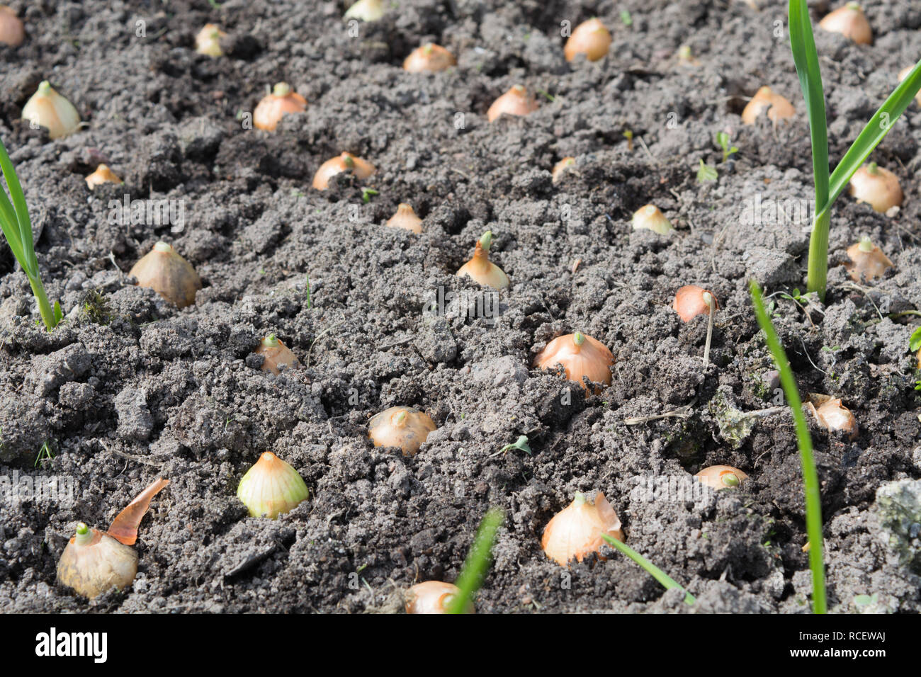 Cipolla giovani crescono nel terreno, concetto di giardinaggio, primo piano Foto Stock
