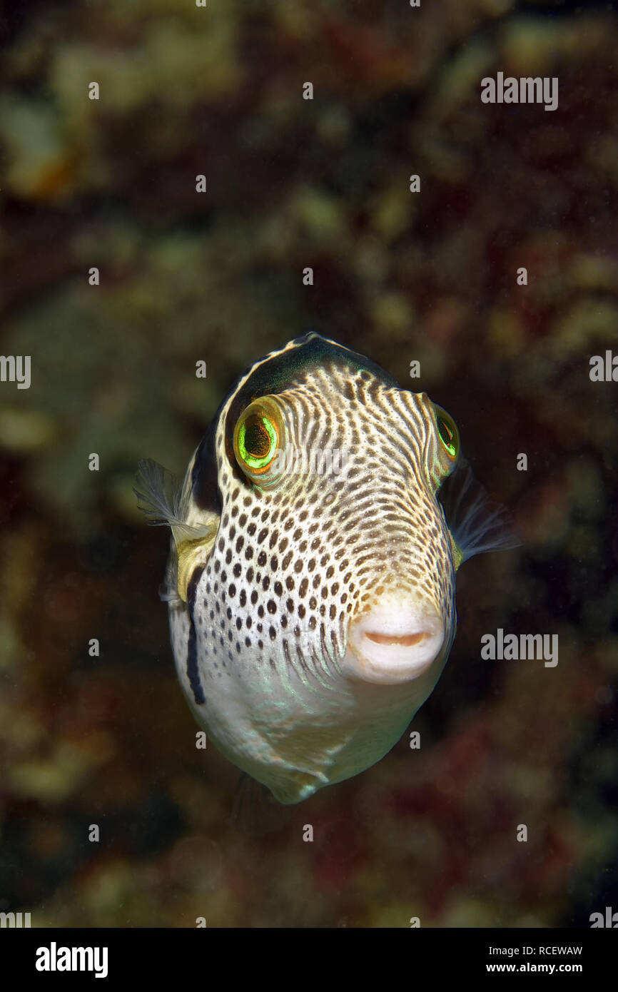 Nero-sellati toby - Canthigaster valentini Foto Stock