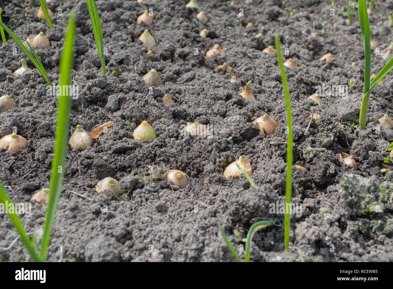 Cipolla giovani crescono nel terreno, concetto di giardinaggio, primo piano Foto Stock