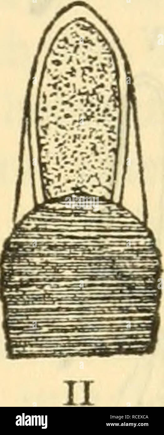 . Die Säugetiere Deutschlands : ihr Bau, ihre Lebensweise und ihre wirtschaftliche Bedeutung. Mammiferi. . Si prega di notare che queste immagini vengono estratte dalla pagina sottoposta a scansione di immagini che possono essere state migliorate digitalmente per la leggibilità - Colorazione e aspetto di queste illustrazioni potrebbero non perfettamente assomigliano al lavoro originale. Hennings, Curt, 1873-. Leipzig : Quelle & Meyer Foto Stock