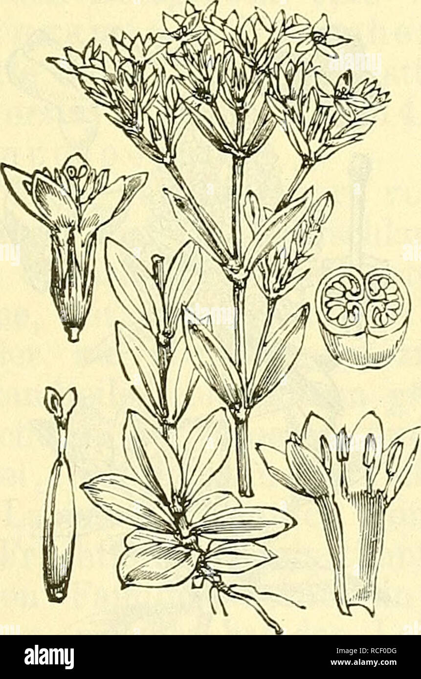 . Die wissenschaftliche Ausbildung des Apothekerlehrlings und seine Vorbereitung zum Gehülfenexamen : mit Rücksicht auf die neuesten Anforderungen. Farmacia; chimica; fisica; botanica; istruzione, farmacia. Fig. 356. Fig. 357. Gentiana lutea. Gelber Enzian. Gentiana purpurea. Purpurner Enzian. Nebst einzelner Blüte, Blatt und Wurzel. Nebst den inneren Blütenteilen.. Si prega di notare che queste immagini vengono estratte dalla pagina sottoposta a scansione di immagini che possono essere state migliorate digitalmente per la leggibilità - Colorazione e aspetto di queste illustrazioni potrebbero non perfettamente assomigliano al lavoro originale. Schlickum, Foto Stock