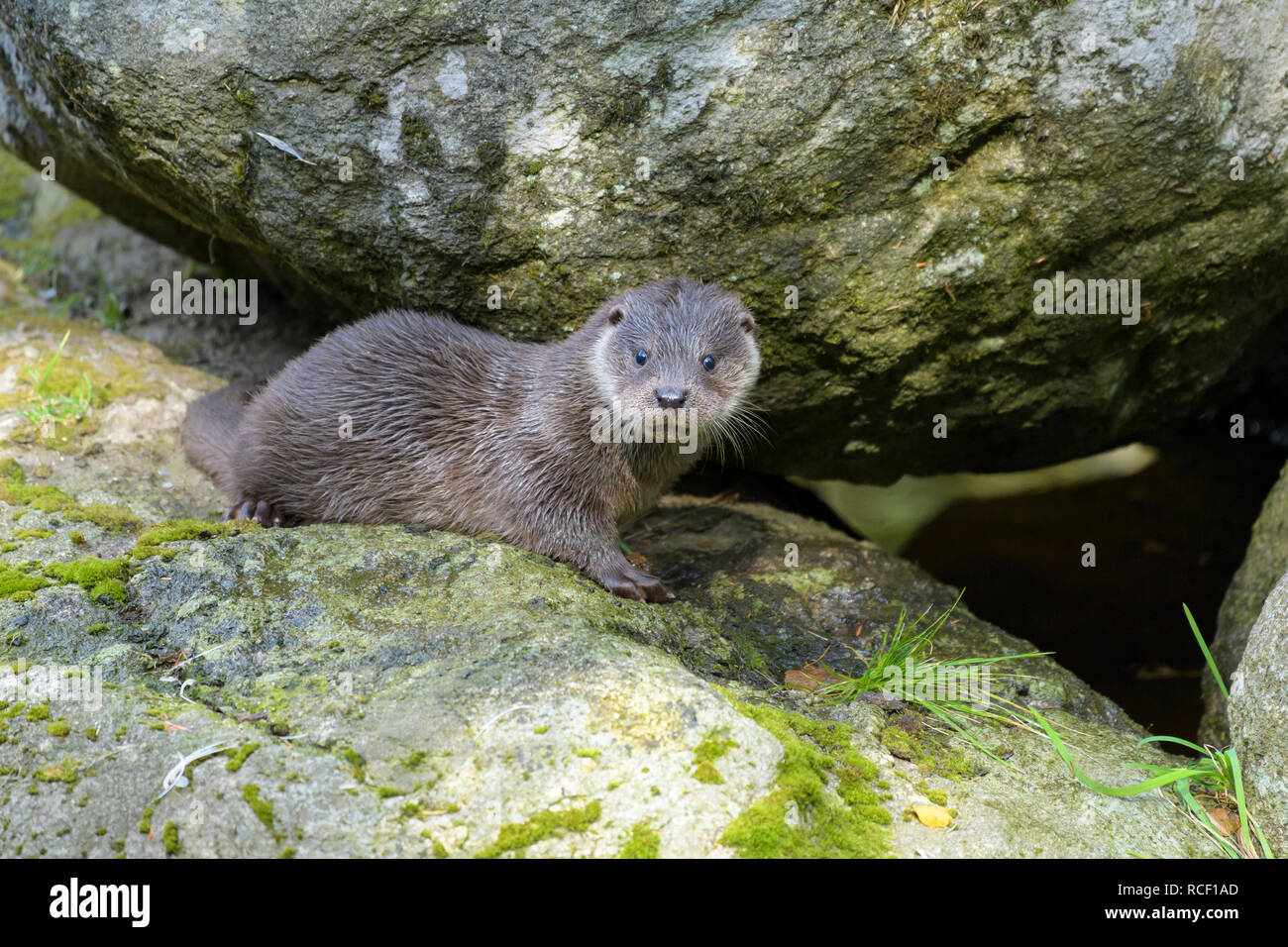 Lontra Lutra lutra cub Foto Stock