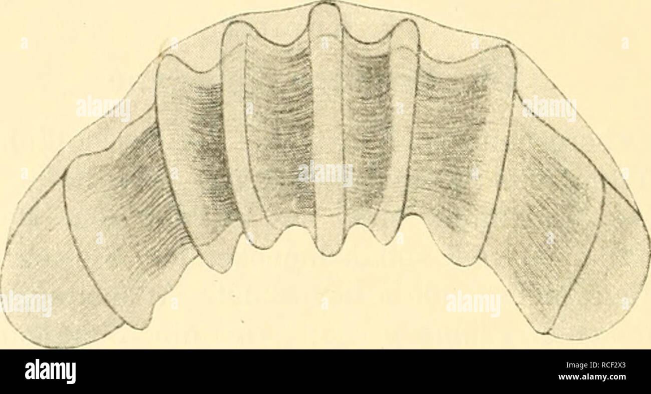 . Die Weinbergschnecke, Helix Pomatia L.. Lumache; Helix pomatia. 48 mechanischen Zerkleinerung der Nahrung. Die Aufnahme erfolgt zu- nächst durch den am vorderen Körperende gelegenen Mund. Derselbe stellt einen zwischen einer oberen und unteren Lippe gelegenen Querspa.lt dar, welcher seitlich von den Lippententakeln begrenzt wird. Bereits interno- mezza des Mundeingangs liegt ein Kranz kleiner Tast- oder Geschmacks- papillen, die sich von den normalen Hautrunzeln nur durch ihre pigmento- losigkeit unterscheiden (vgl. oben S. 42). Unmittelbar nach innen davon schließen sich dann die Organe zum l'ingrassatore Foto Stock