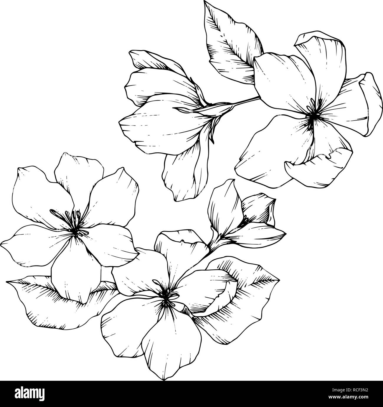 Vettore Apple Blossom floreale di fiori botanica. Bianco e nero inchiostro inciso art. Fiori isolati illustrazione elemento. Illustrazione Vettoriale