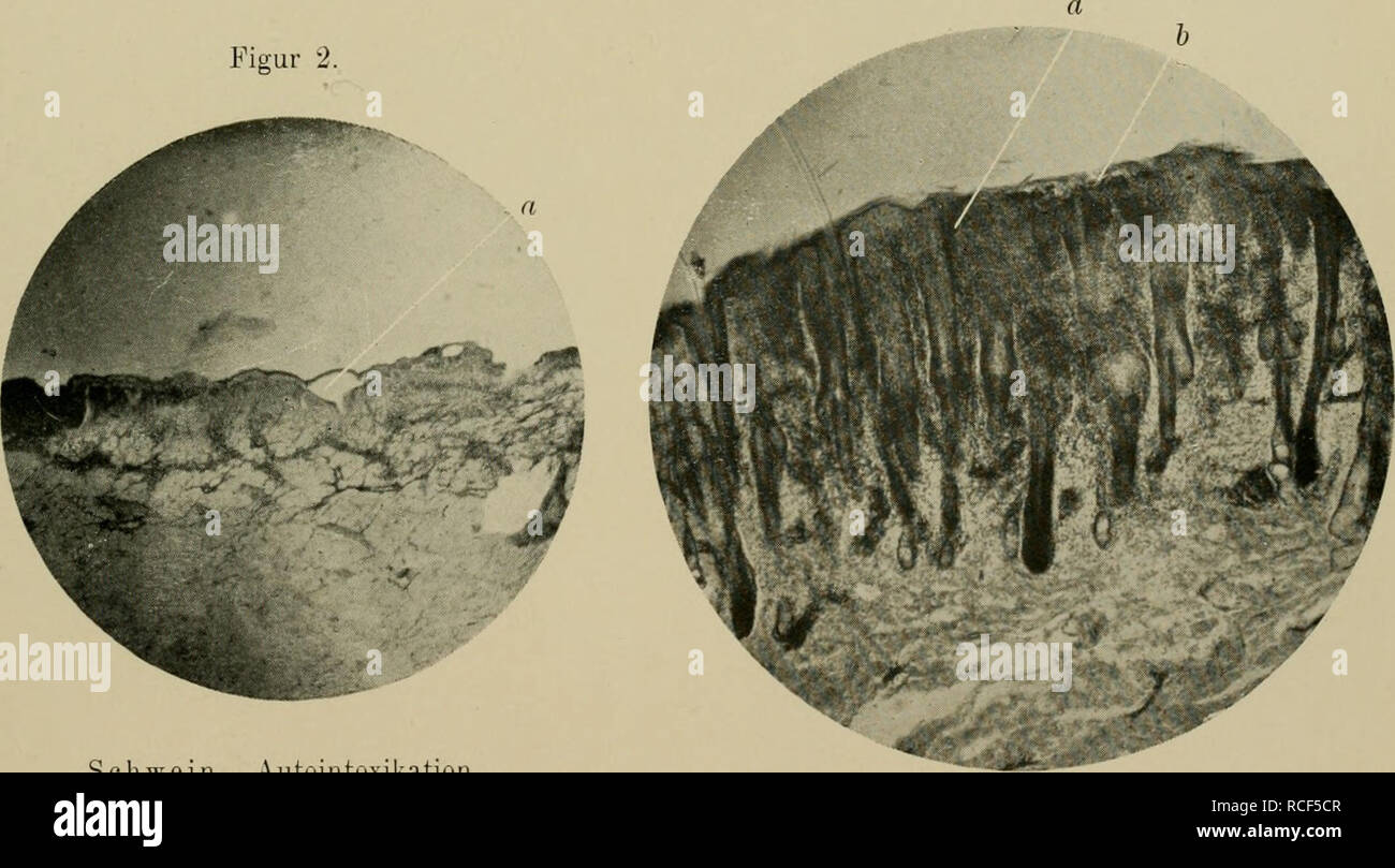 . Die vergleichende Pathologie der Haut. Dermatologia veterinaria; pelle. Schweineseuche, n Pustel mit miglior infiltrazione, Borsten b. Figura 3. Figura 2.. Schwein. Autointoxikation. Milaria-rubraähnliehe Erkrankung. Un Seröse Durchtränkung der Oberhaut, Abhebung der epidermide. Kuhpocken. Präparat von einem zur Vakzine- gewinnung geimpften Kalb, una infiltrazione di Starke der Haut, b Leichte Abhebung der epidermide.. Si prega di notare che queste immagini vengono estratte dalla pagina sottoposta a scansione di immagini che possono essere state migliorate digitalmente per la leggibilità - Colorazione e aspetto di queste illustrazioni potrebbero non perfectl Foto Stock
