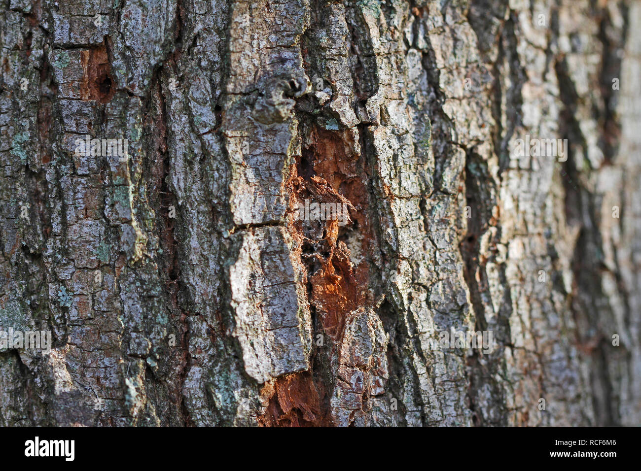 La corteccia di un albero di olmo latino ulmus o frondibus ulmi mostrante l'inizio della malattia dell'olmo olandese chiamato anche grafiosi del olmo con fori Foto Stock