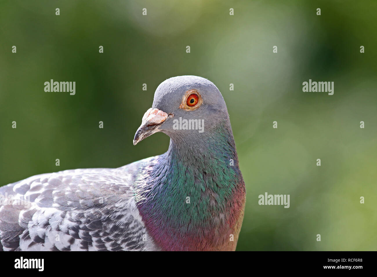 Homing pigeon, piccione viaggiatore o piccioni domestici latino Columba livia domestica closeup prendendo una pausa dal suo lungo volo guardando la telecamera Foto Stock