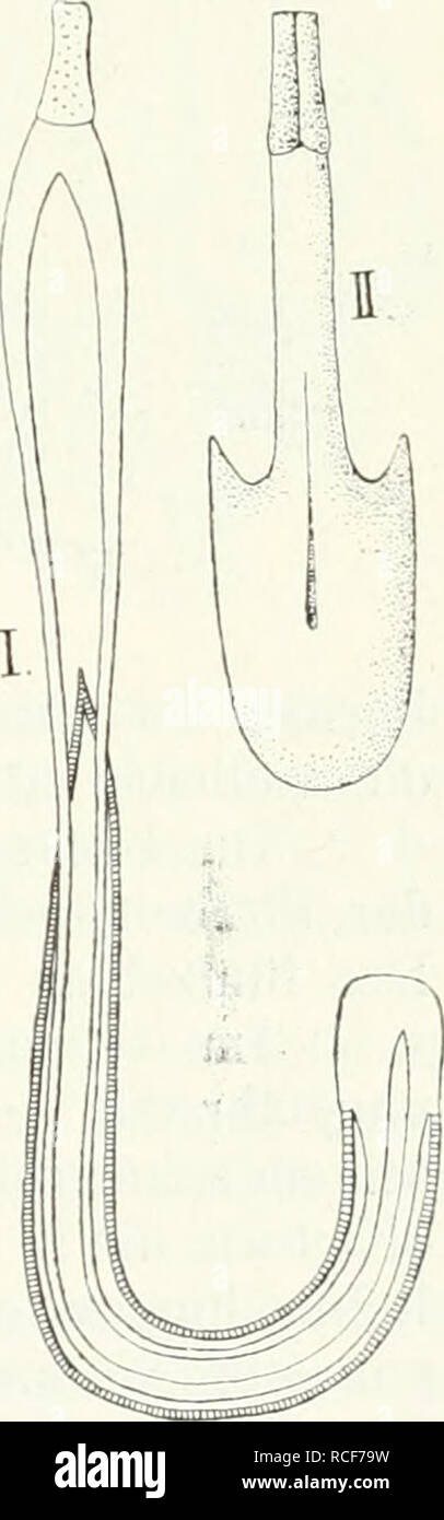 . Die Säugetiere. Einführung in die Anatomie und Systematik der recenten und fossilen Mammalia. Anatomia, comparativo; mammiferi; mammiferi fossili. l'hülidota, KTirperbau. 42:5 ii^t der zweite sehr ijroU. Der Simi&GT; iiiaxillaris ist eine untiefe (Jrulje. der Sinus splienoidalis eine Nische seichte vom Sinus frontalis endlich ist nur die Pars nasalis entwickelt. - Liereits W. K. Parker nennt die Fossa l)ituitaria "rei)tilienai'tig" weit. Auch ich finde, dass sie basalwärts auf- fallend lange offen bleibt und dal.mi ein bindegewebiger Strang aus der Submncosa des hinteren Nasenganges noch l)ei ei Foto Stock