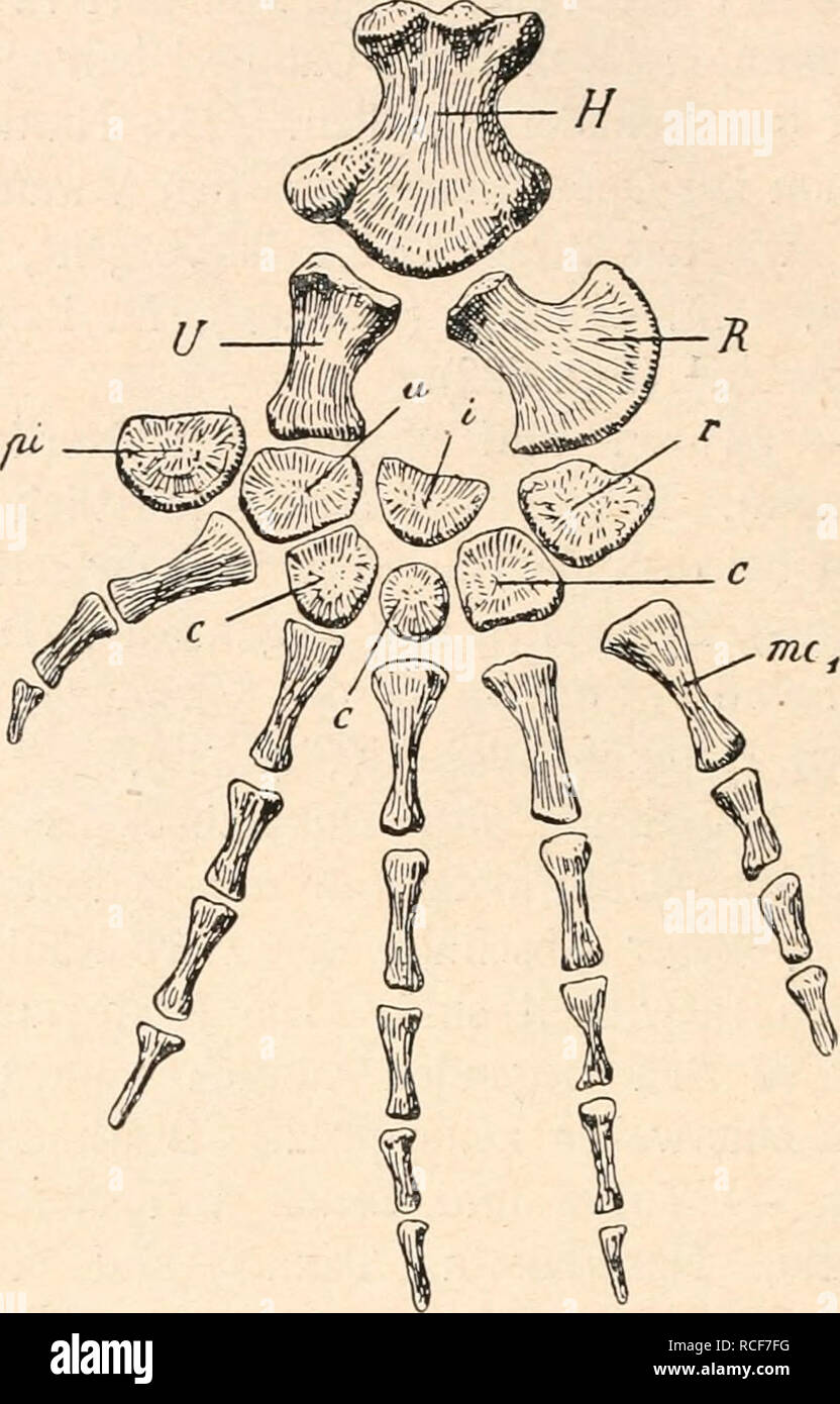 . Die stämme der wirbeltiere. Evoluzione; Paleontologia; vertebrati. 676 Die Stämme der Wirbeltiere. inentär oder orimentär sind, ist fraglich. Die Augen standen laterale; Parietalforamen das ist gross. Die Zähne sind schlank und etwas nach hinten gewendet. - Z. B. P. coryphaeus1 (Fig. 530).. Fig. 529. Vorderflosse von Clidastes pumilus, Marsh, aus der oberen Kreide von Kansas. 1/2 nat. Gr. H = Omero. r R - Raggio. pi U = Ulna. u = ulnare. i = Intermedium. Radiale. Pisiforme. c - distale Carpalia. mc1 = Metacarpale I. 1 S. W. Williston, Mosasaurs. - Univ. Geol. Surv. Kansas, Vol. IV, 1898, p. 8 Foto Stock