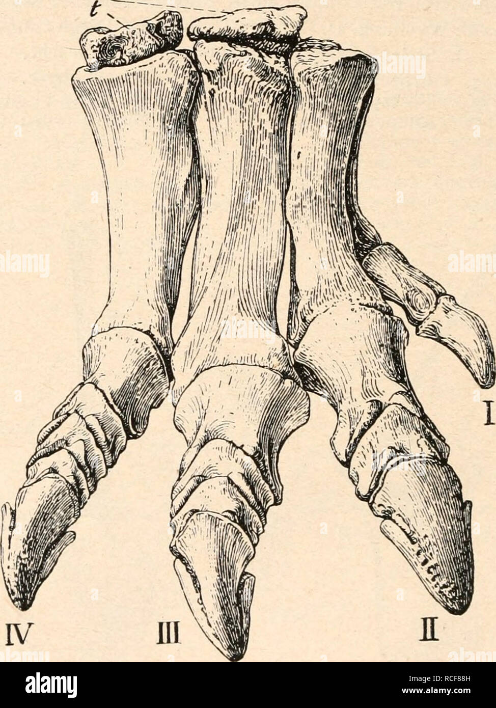 . Die stämme der wirbeltiere. Evoluzione; Paleontologia; vertebrati. Fig. 488. Rechter Vorderfuß von Camptosaurus dispar Marsh aus dem oberste Jura von Wyoming, 1/i nat. Gr. (Nach Ch. W. Gilmore.) c2 = Carpale II. c] = Carpale IV. = Carpale V. = Intermedium. = radiale. = ulnare. = Metacarpale I. I-V = I.-V. Dito. Die Ungualphalange des Daumens ist ergänzt. c5 in R n mc I. Fig. 489. Rechter Hinterfuß von Camptosaurus dispar, Marsh, aus dem oberste Jura von Wyoming, 1/i nat. Gr., ind. 4277 des U. S. N. M. (Washington). (Nach Ch. W. Gilmore.) t = zwei Tarsalia. /-V = I.-V. Zehe. Die Endphalang Foto Stock