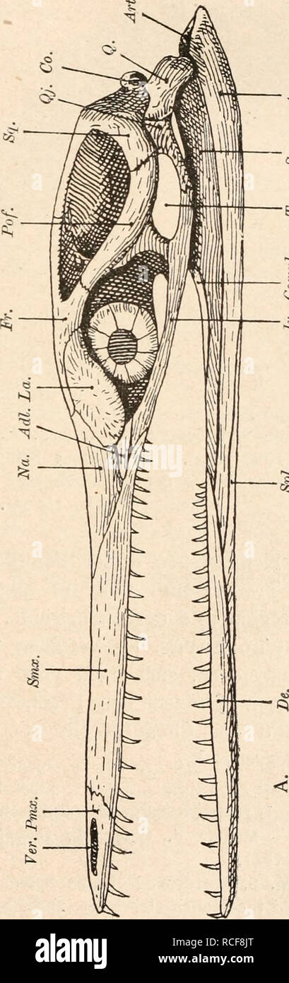 . Die stämme der wirbeltiere. Evoluzione; Paleontologia; vertebrati. . Si prega di notare che queste immagini vengono estratte dalla pagina sottoposta a scansione di immagini che possono essere state migliorate digitalmente per la leggibilità - Colorazione e aspetto di queste illustrazioni potrebbero non perfettamente assomigliano al lavoro originale. Abele, Othenio, 1875-1946. Berlin W. de Gruyter Foto Stock